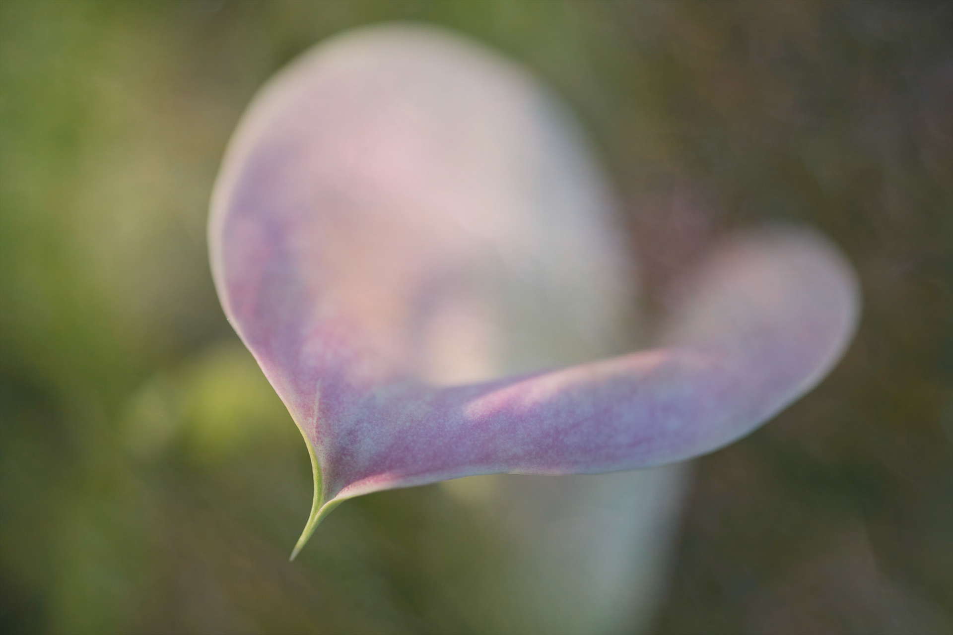Spring Garden II