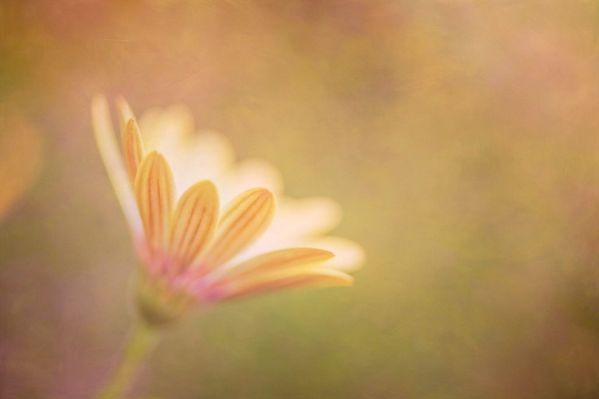 Captured at Manitoba on 15 July, 2020 by Dmitry Kirshner Photography