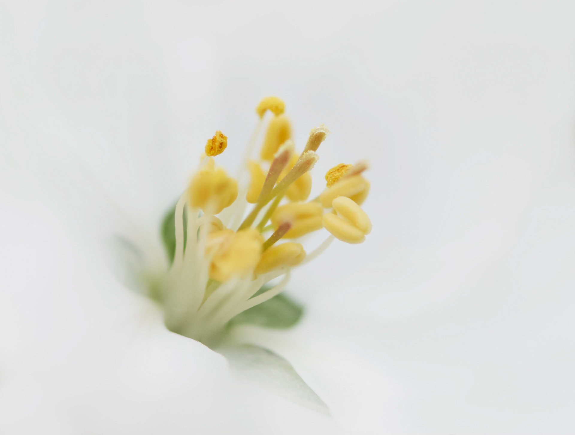 Newborn