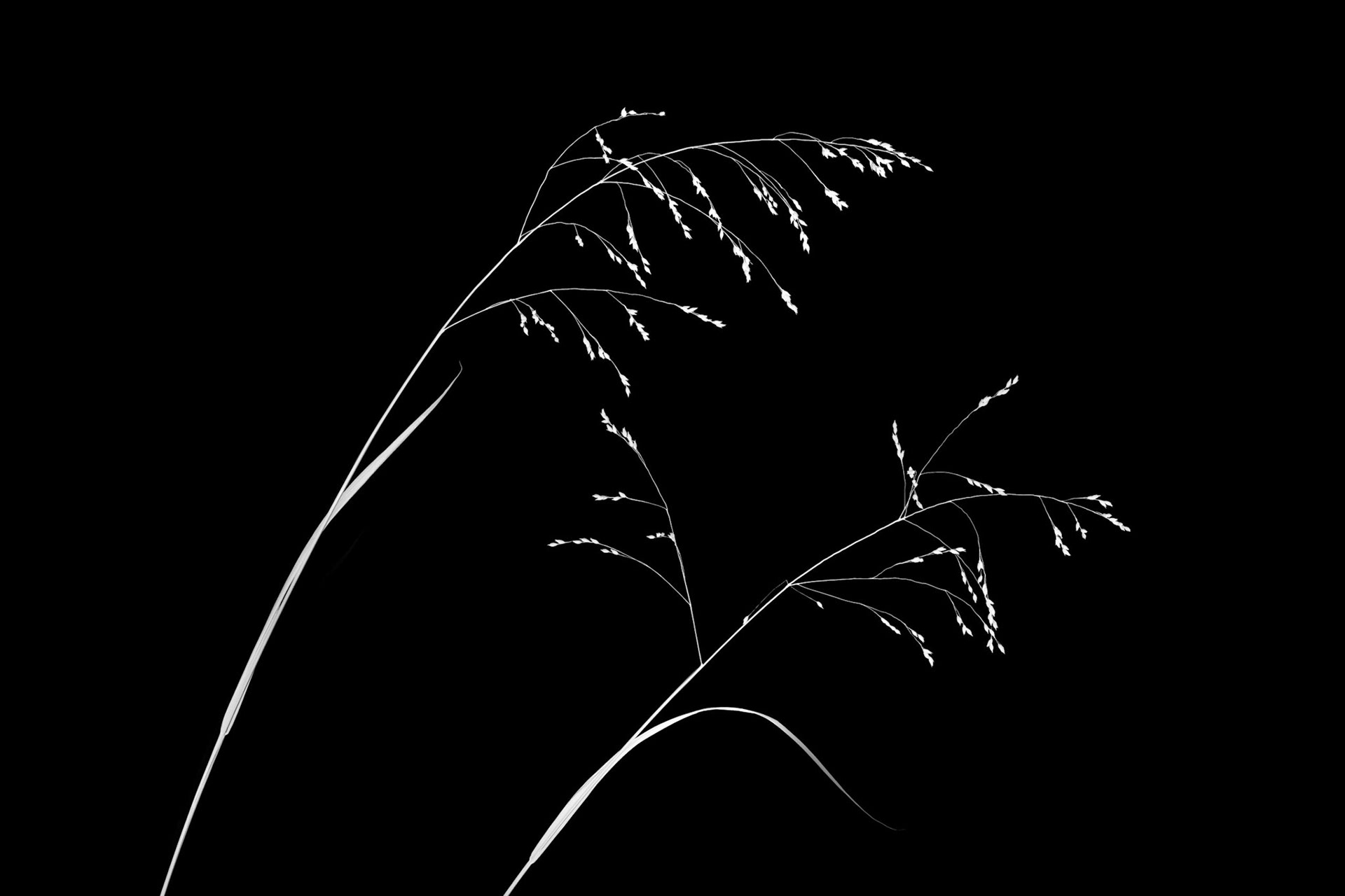 FIRST KISS | PRAIRIE GRASSES | MANITOBA