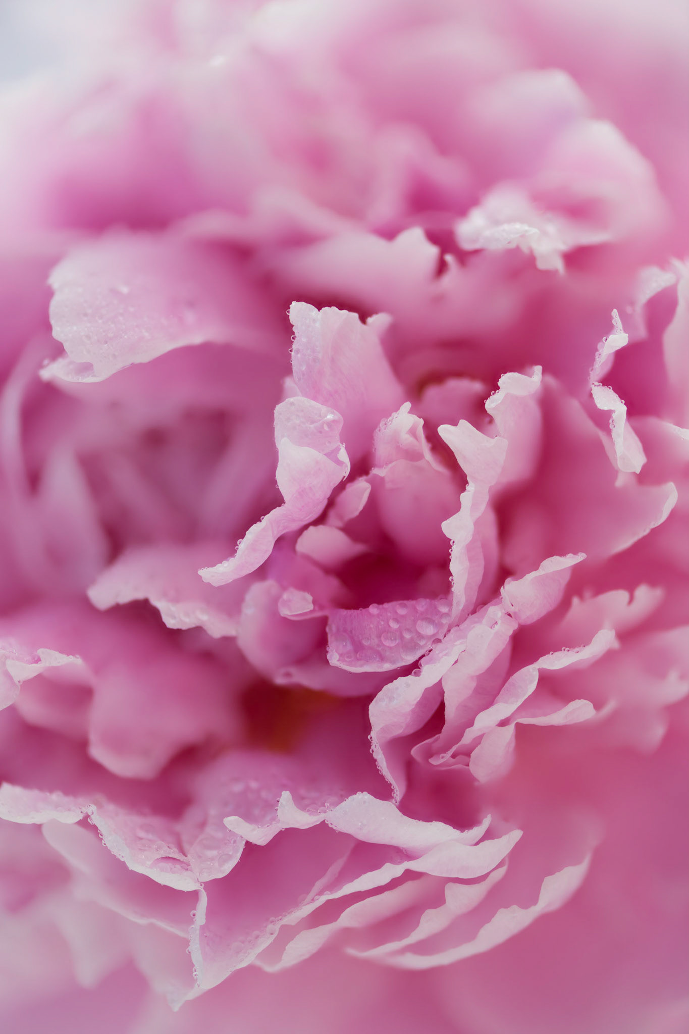 Peonies II