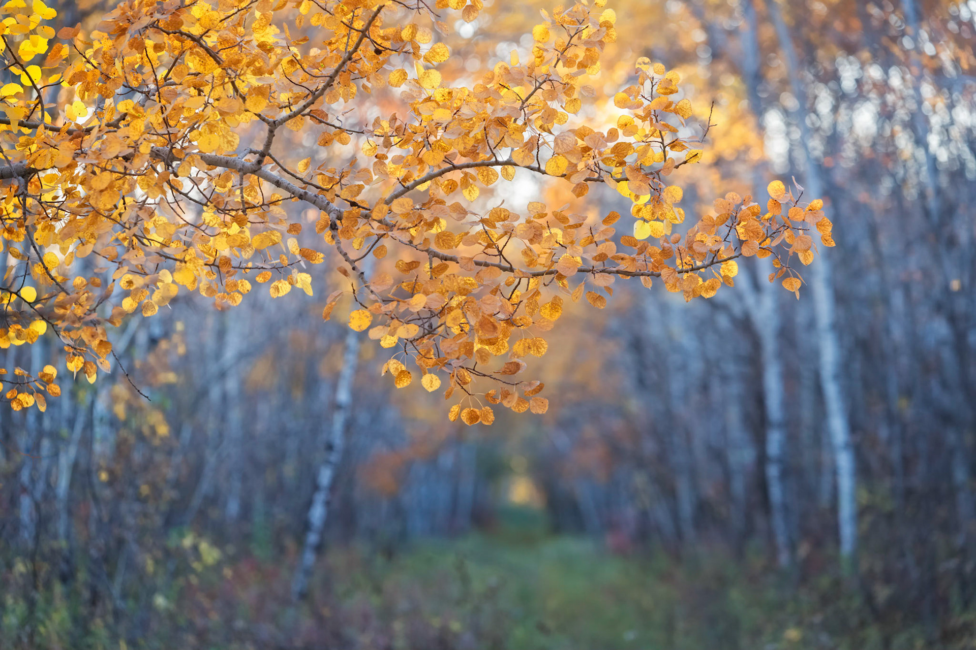 Autumn Colour