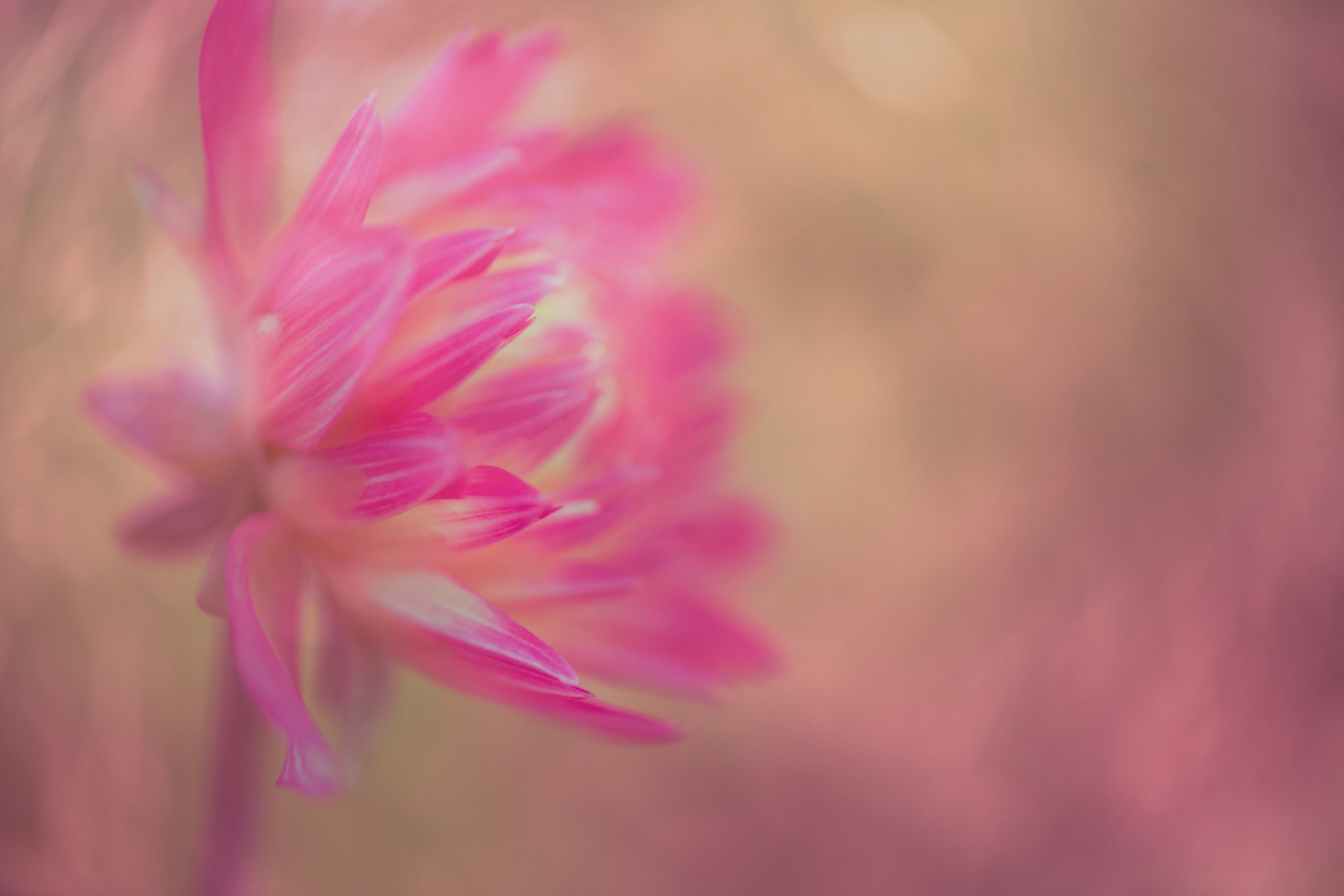 Soft Light
