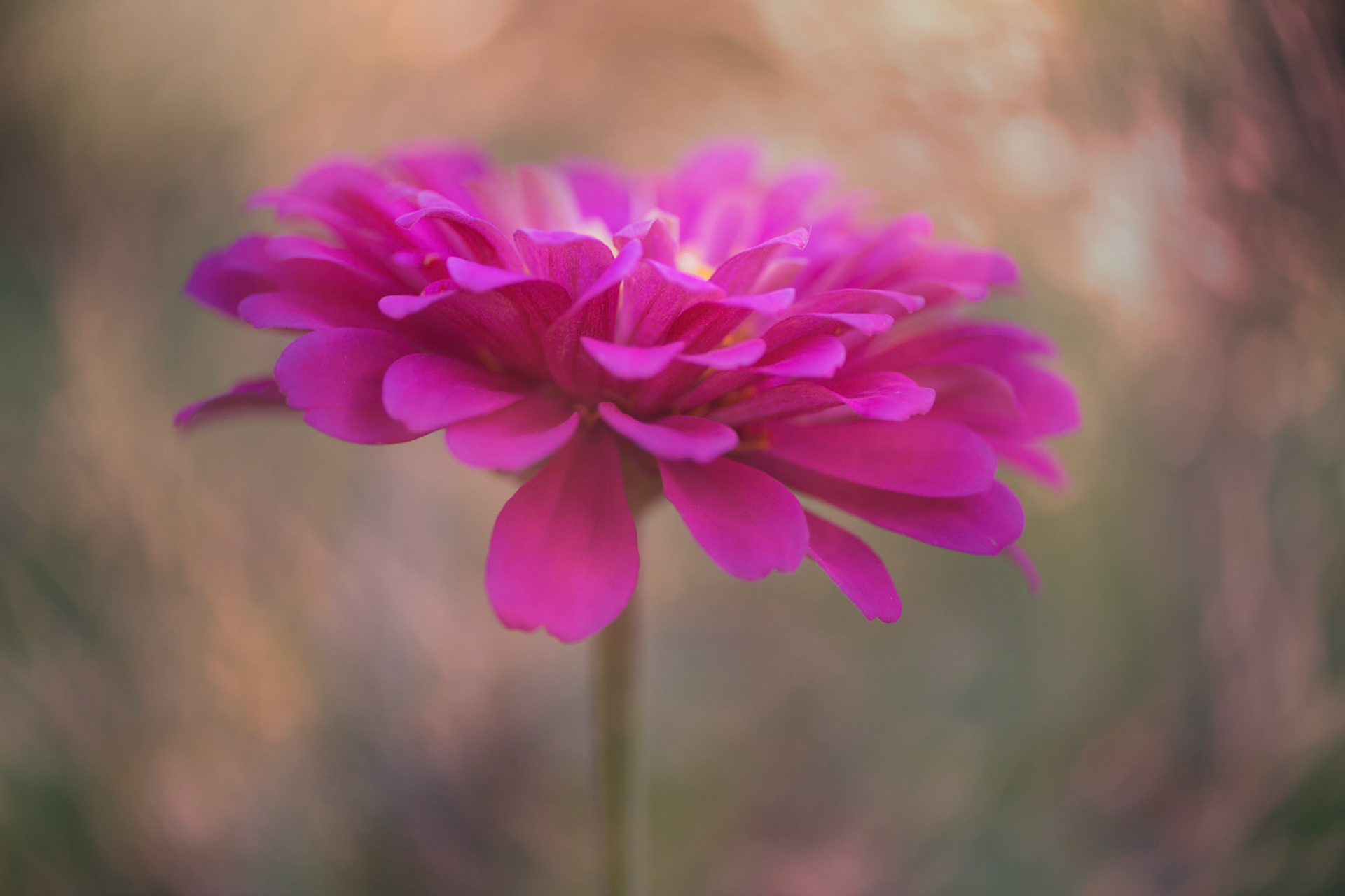 Pink Umbrella