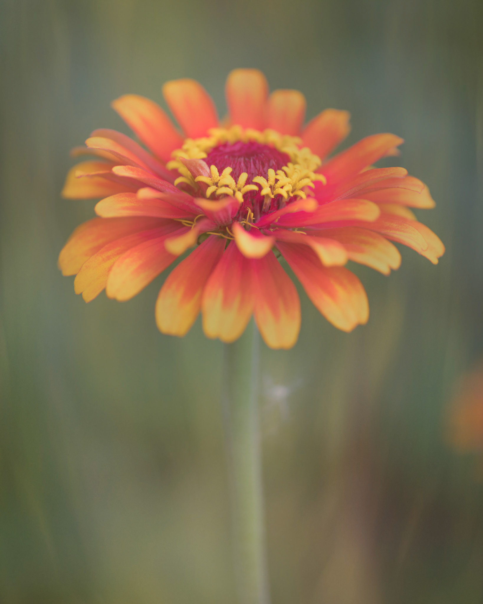 In the Garden I