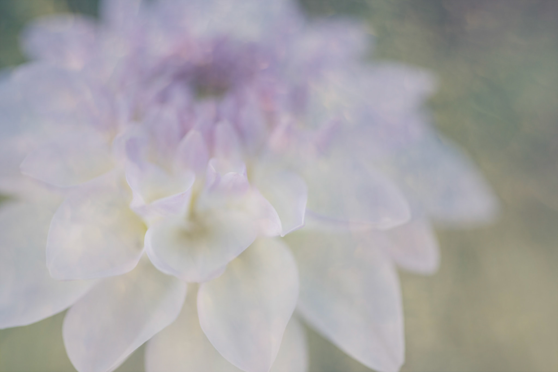 Purple Dream IV