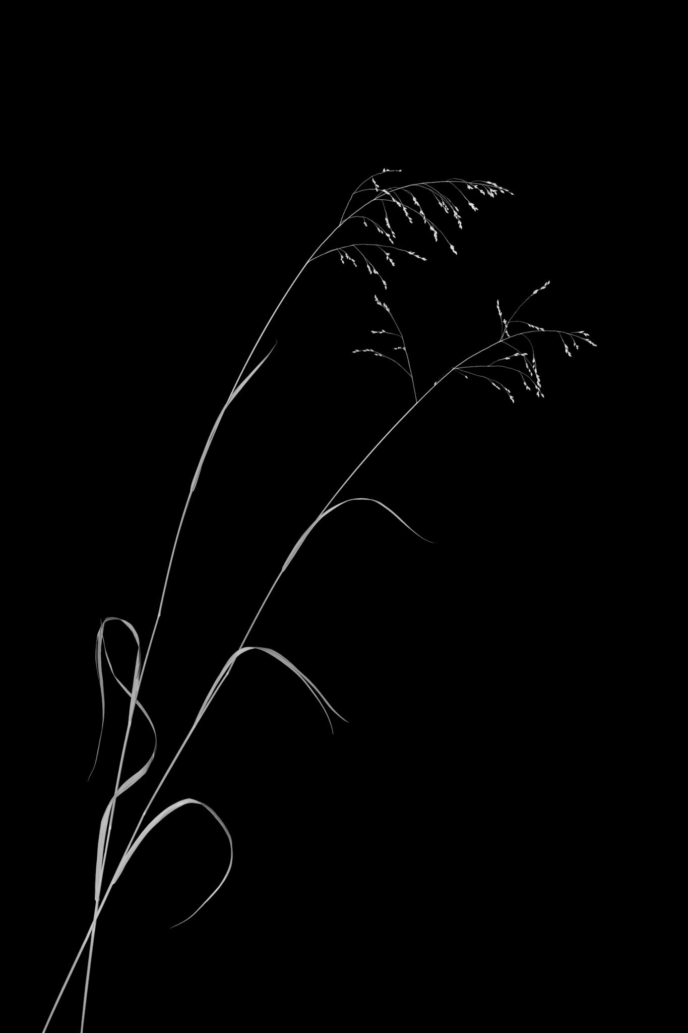 Gentle Dance