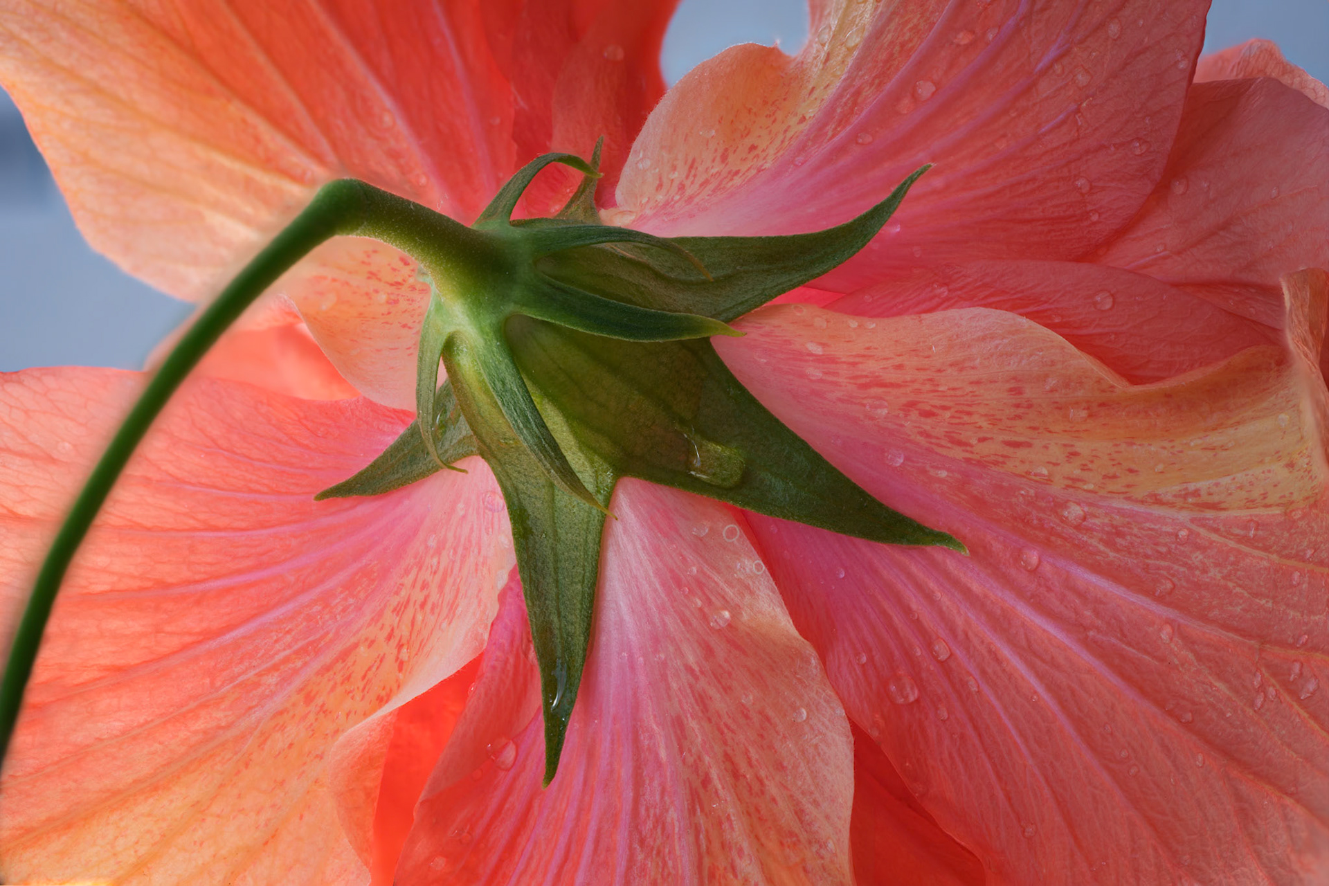 Hibiscus I