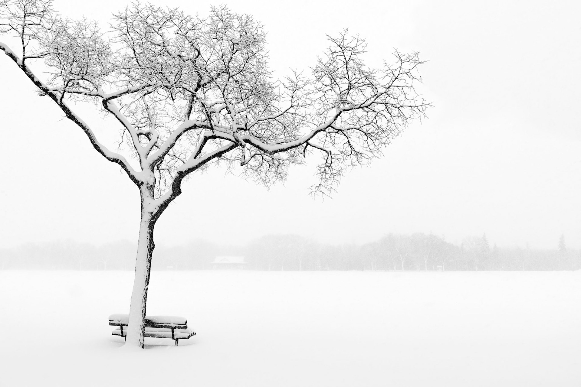 Snowed In