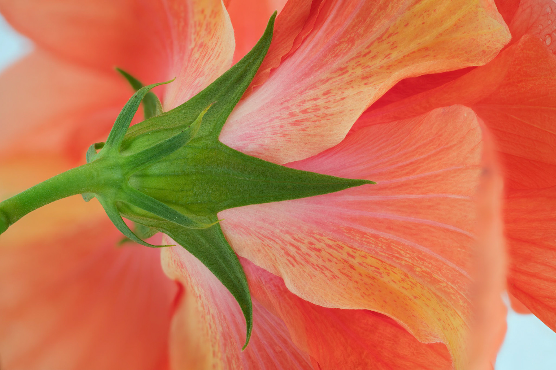 Hibiscus III