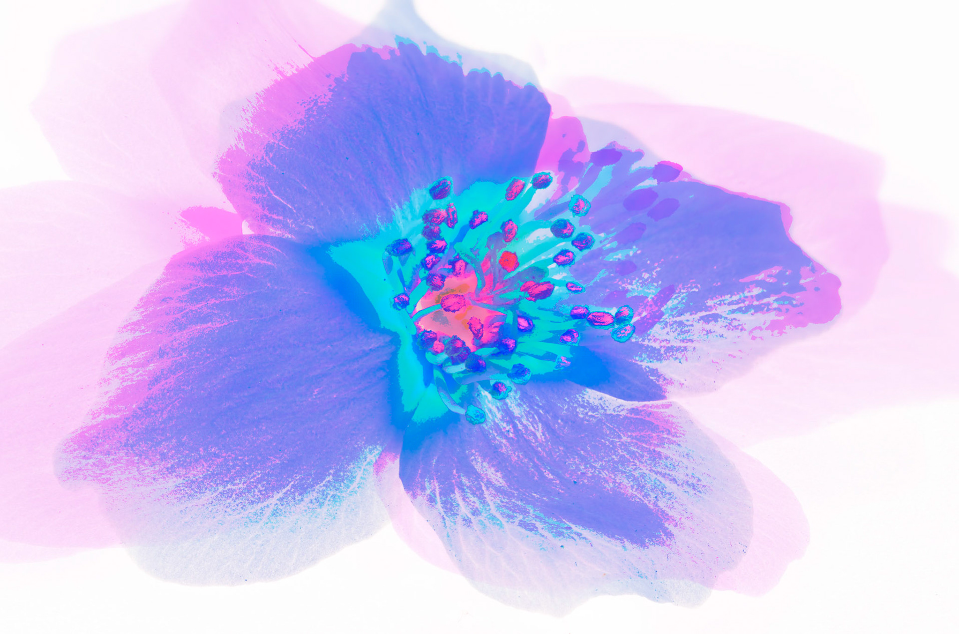 Pink and Purple II