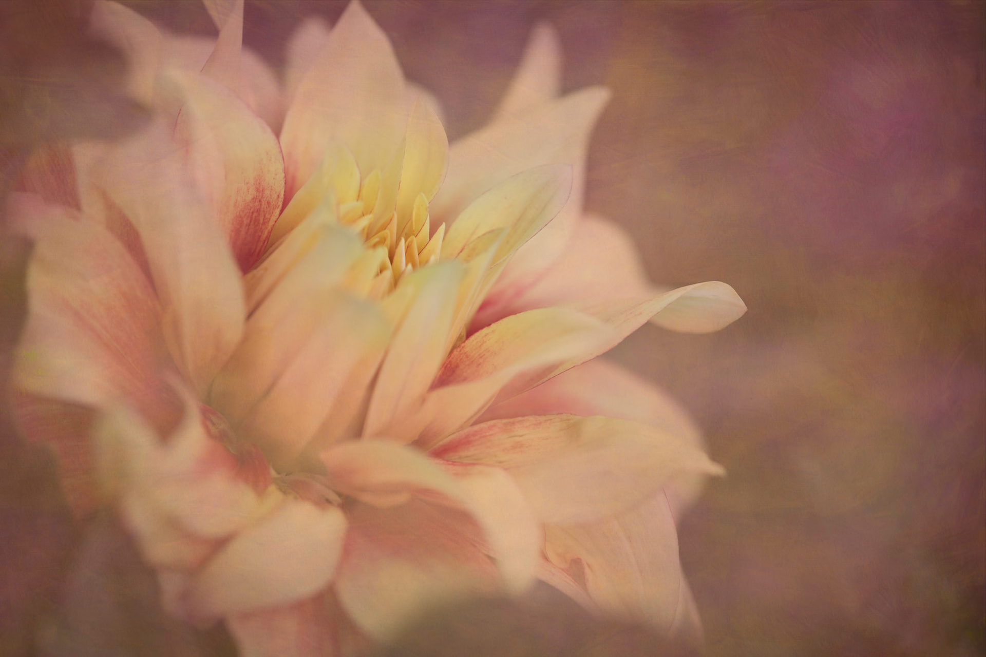 Late Bloom