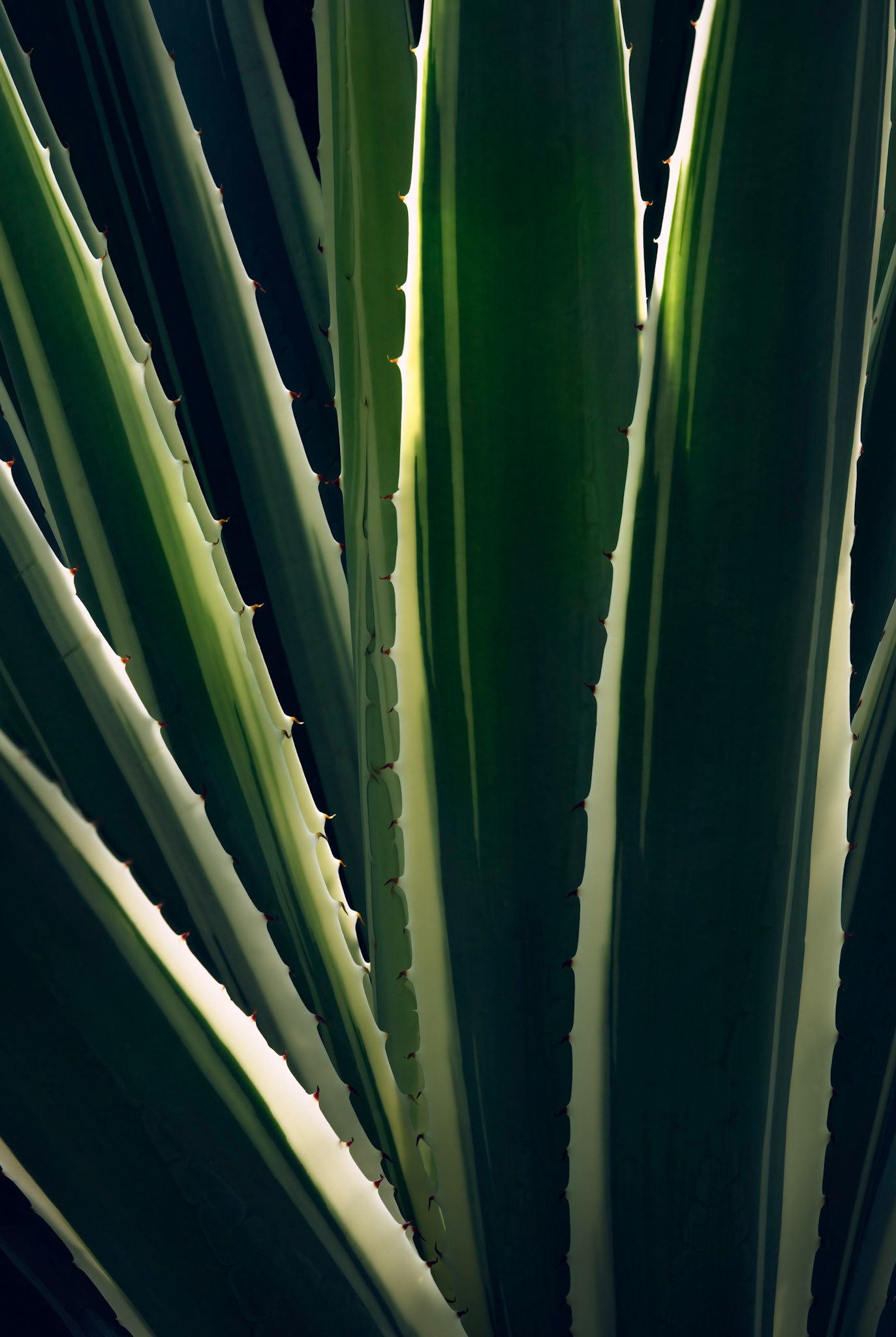 Light &amp; Shadow I