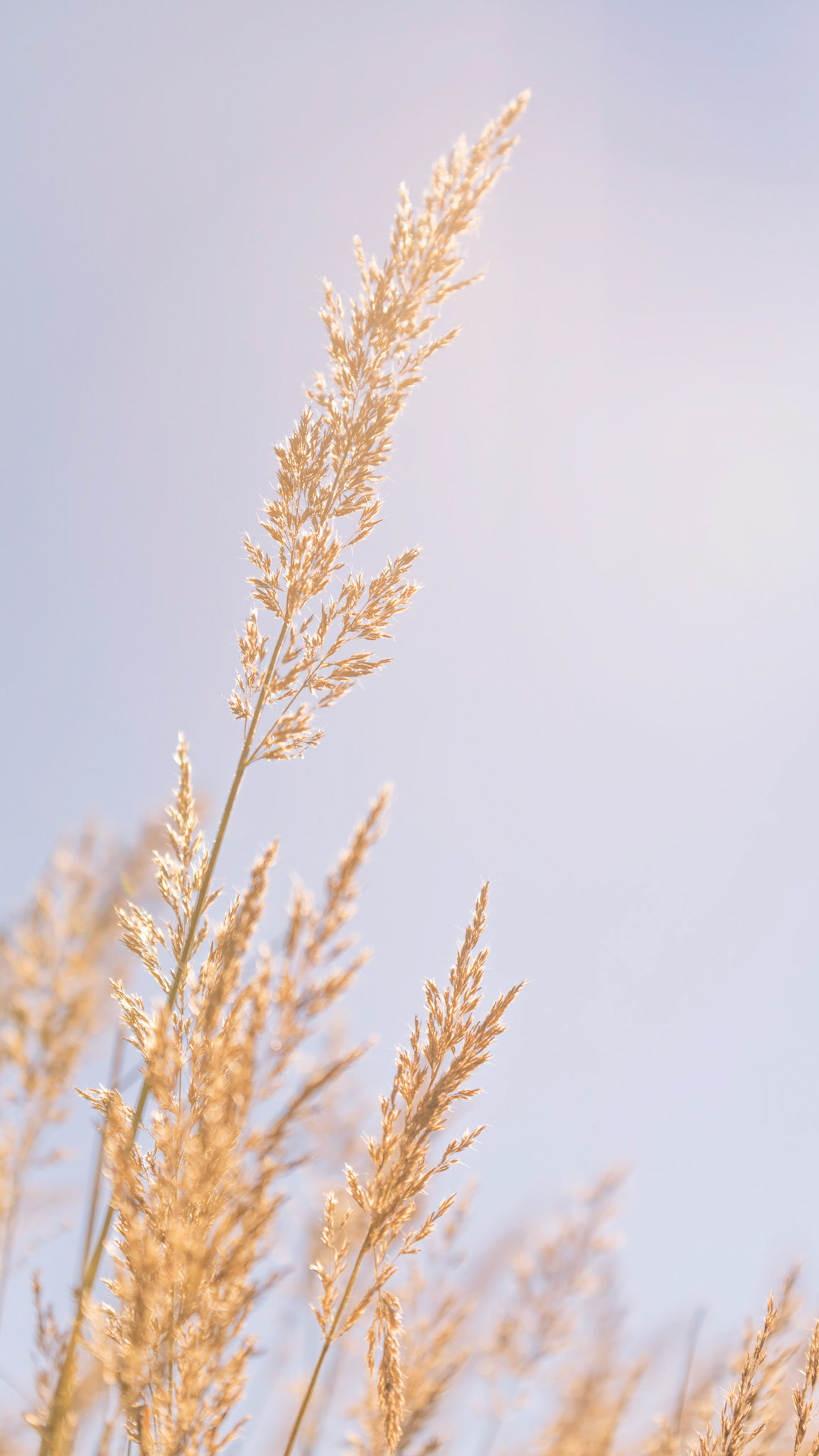 In the Light II