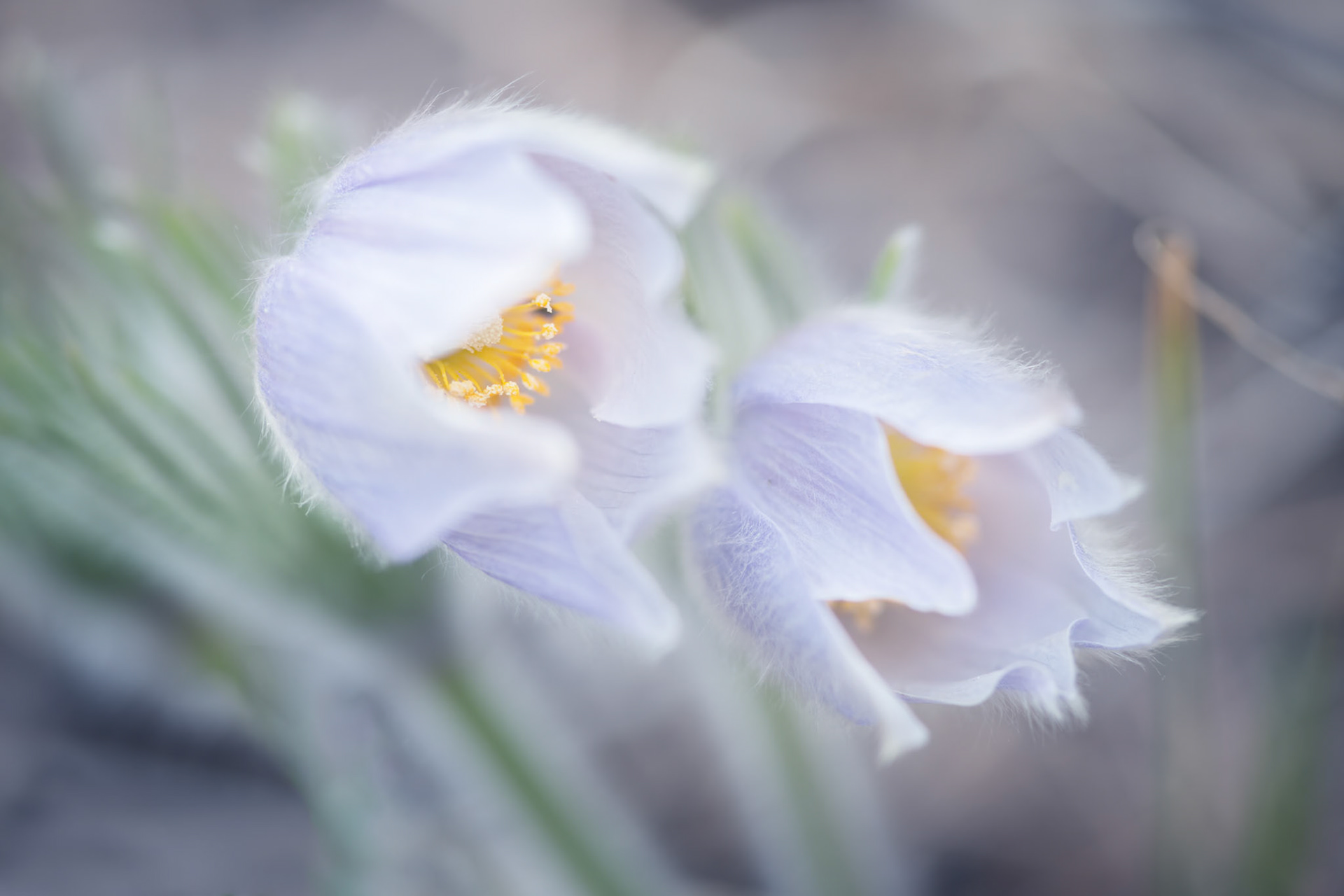 CROCUSES III | MARS SANDHILLS, MANITOBA