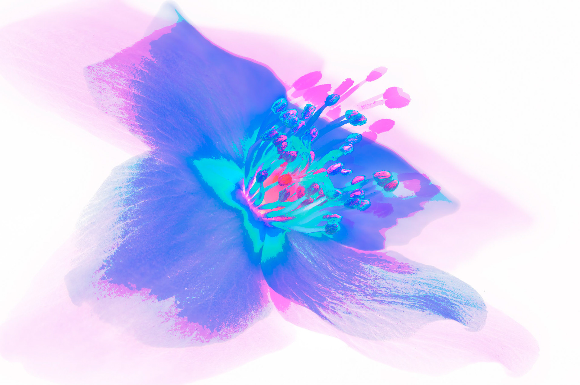 Pink and Purple I