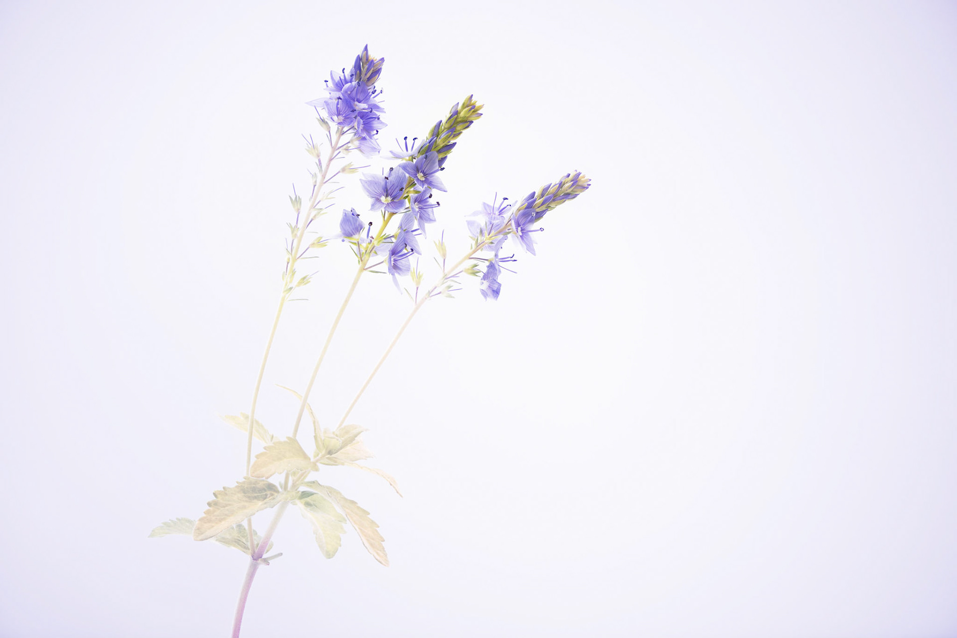Purple Dreams I