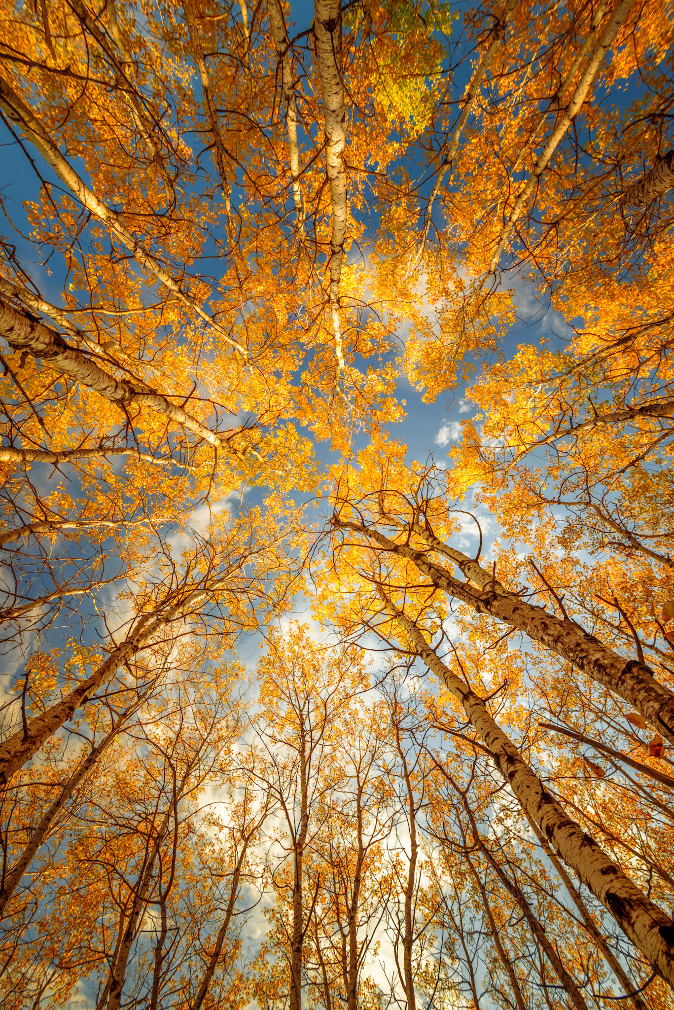 GOLDEN ASPENS | MANITOBA