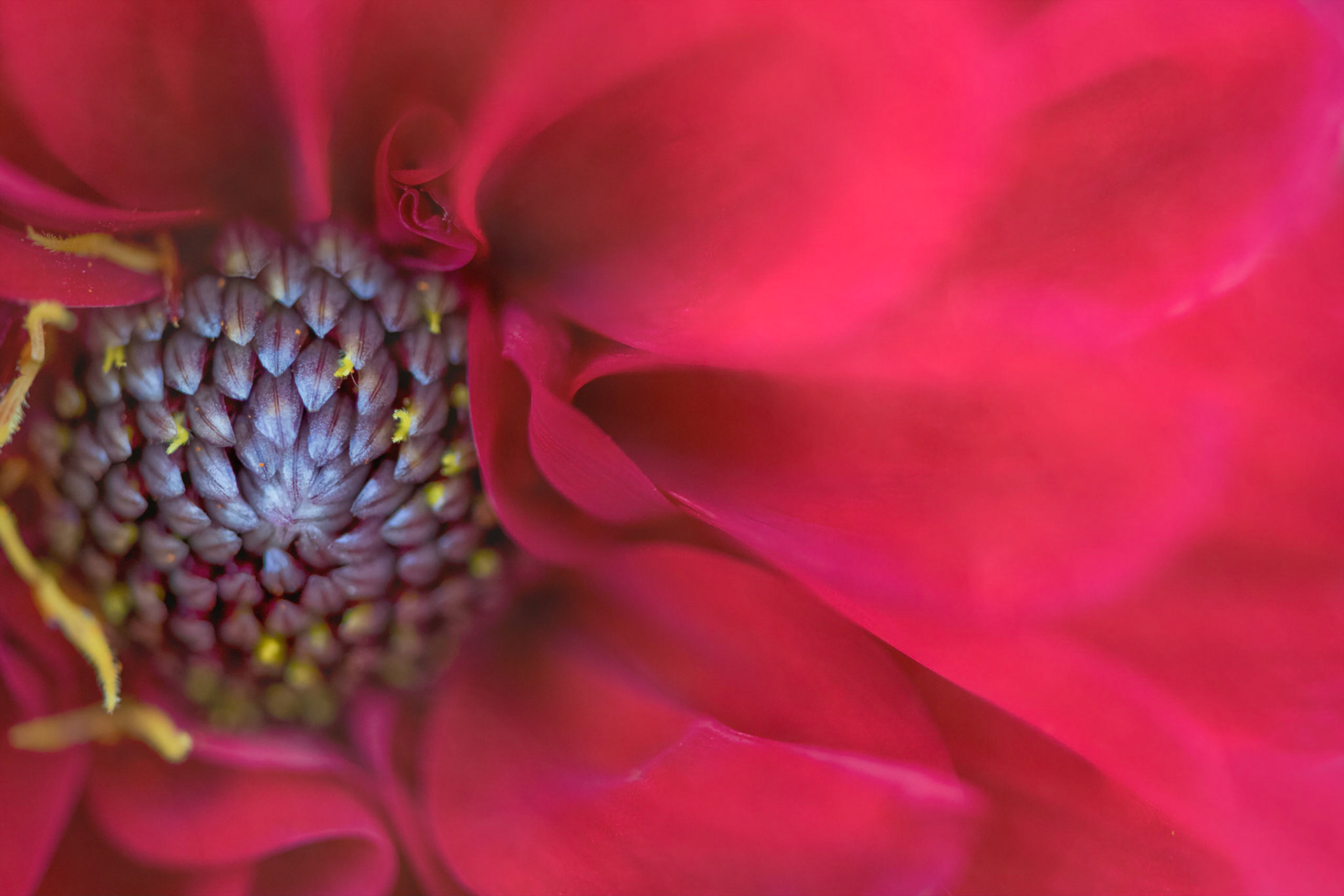Pink Fire