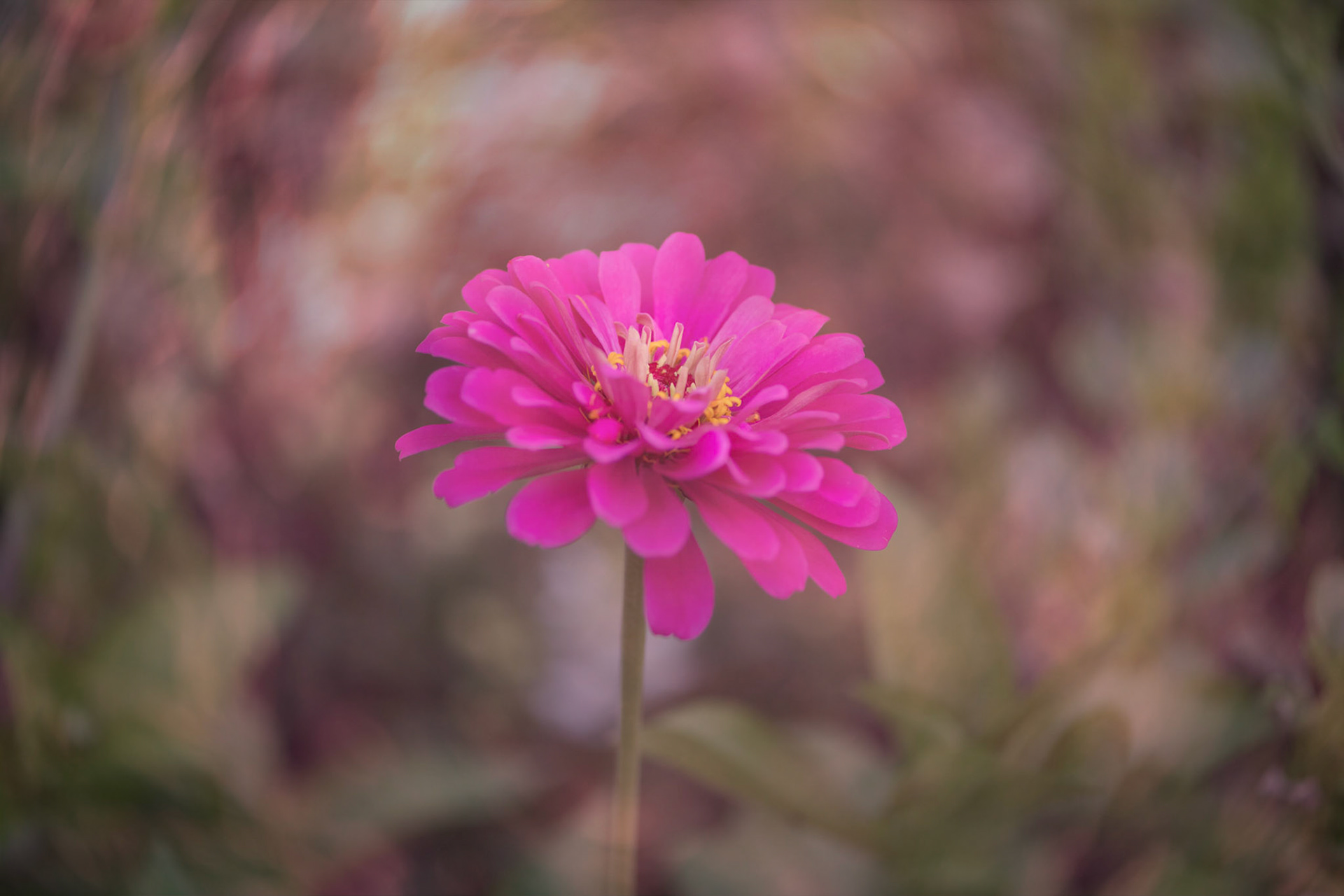 Pink Story