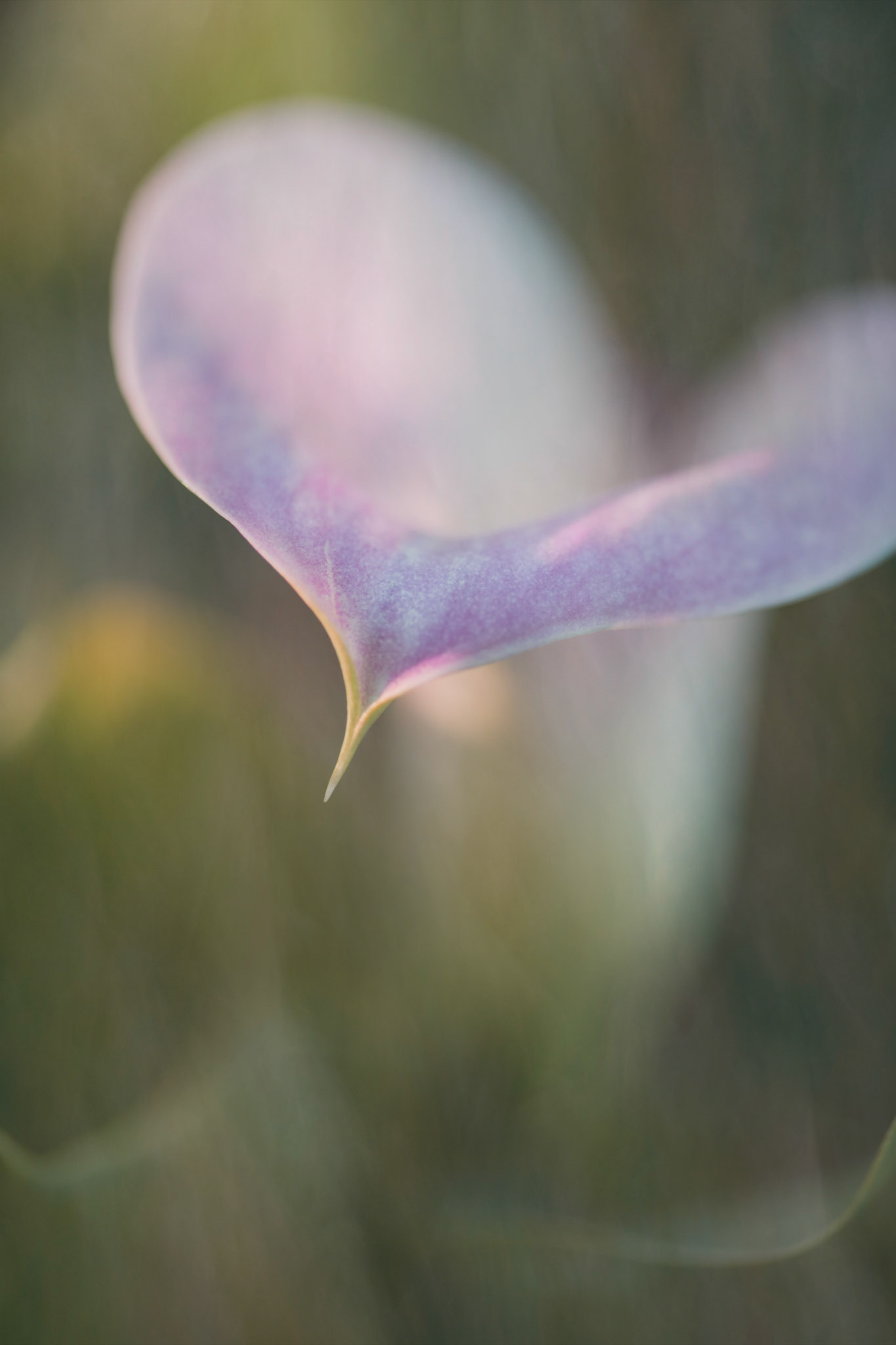 Spring Garden II