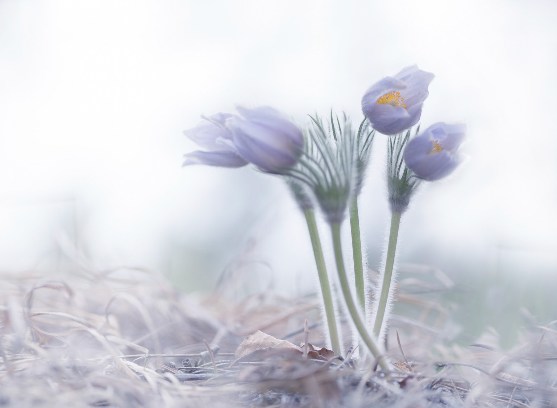 Crocuses IV