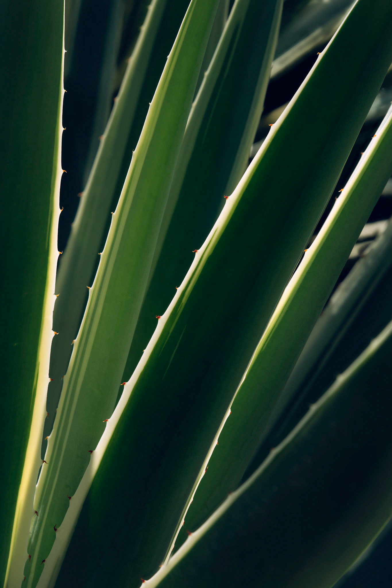 Light &amp; Shadow II