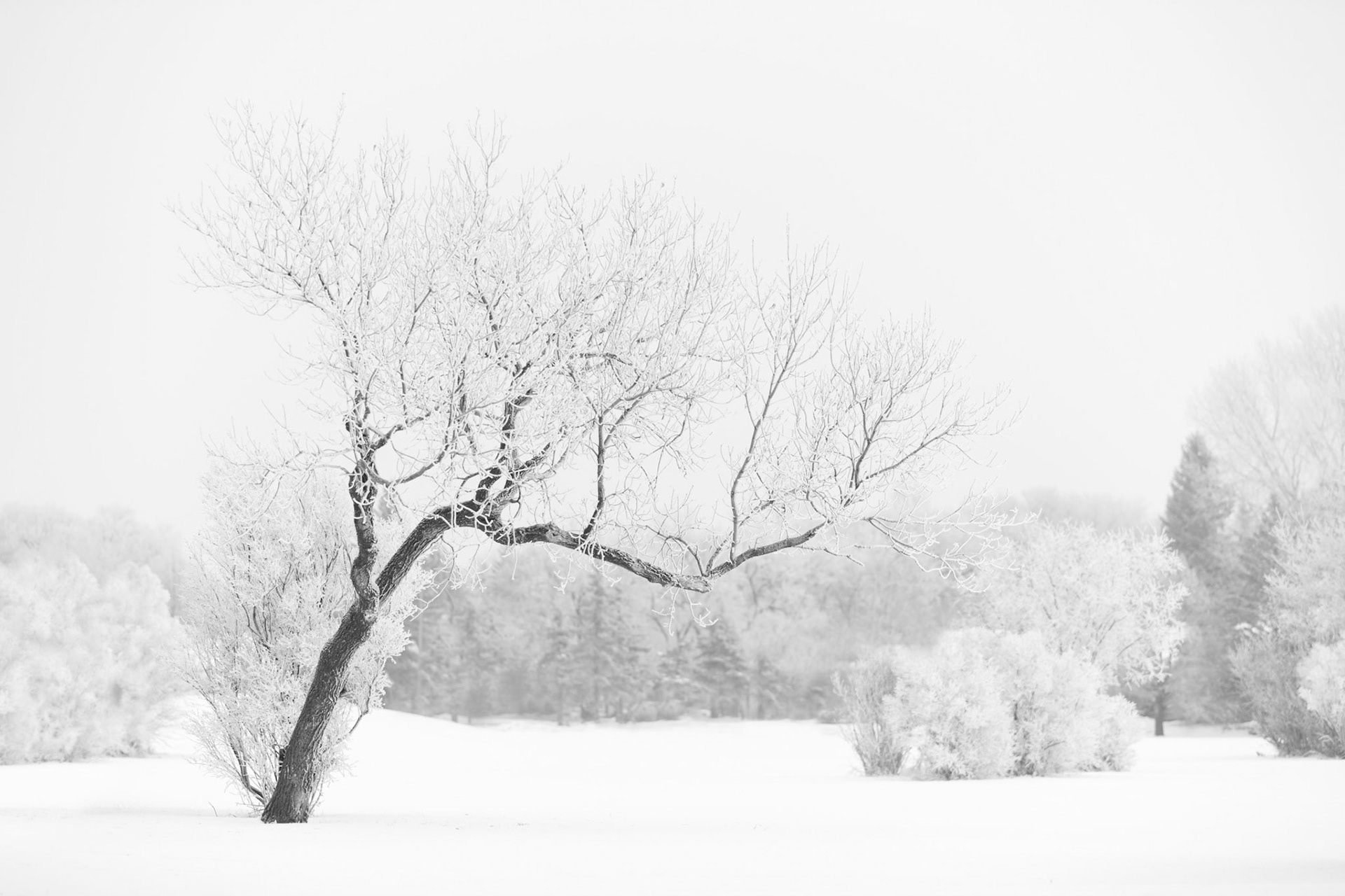 Surviving Alone IV