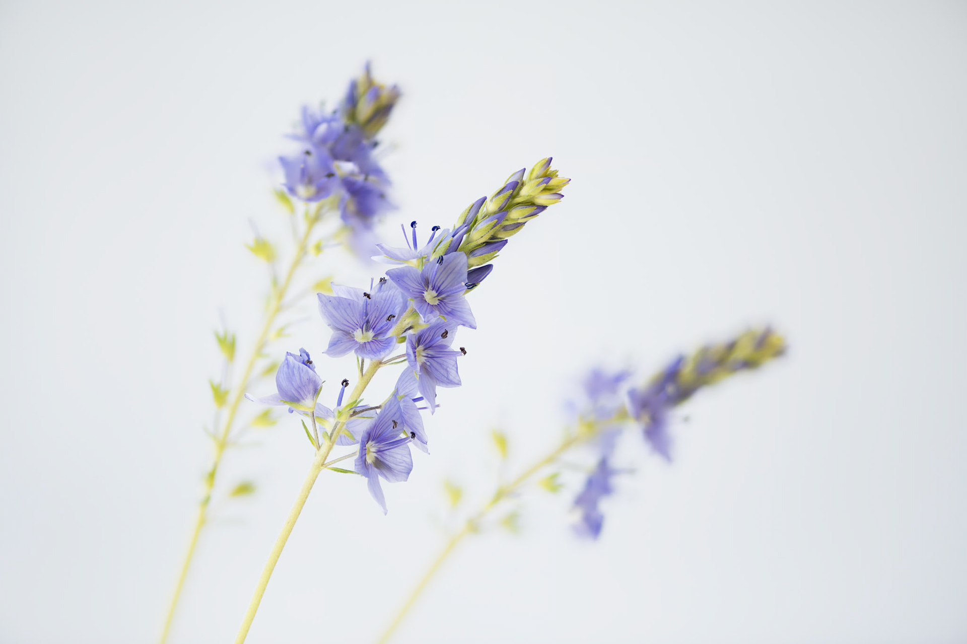 Purple Dreams III