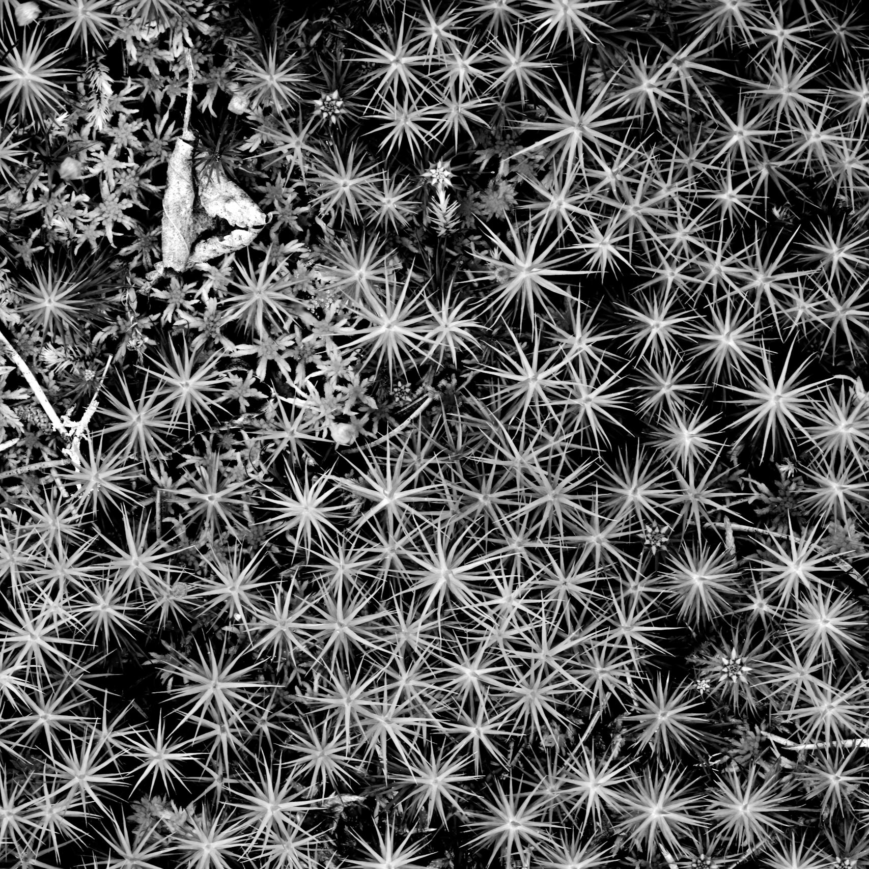 Starry Night I