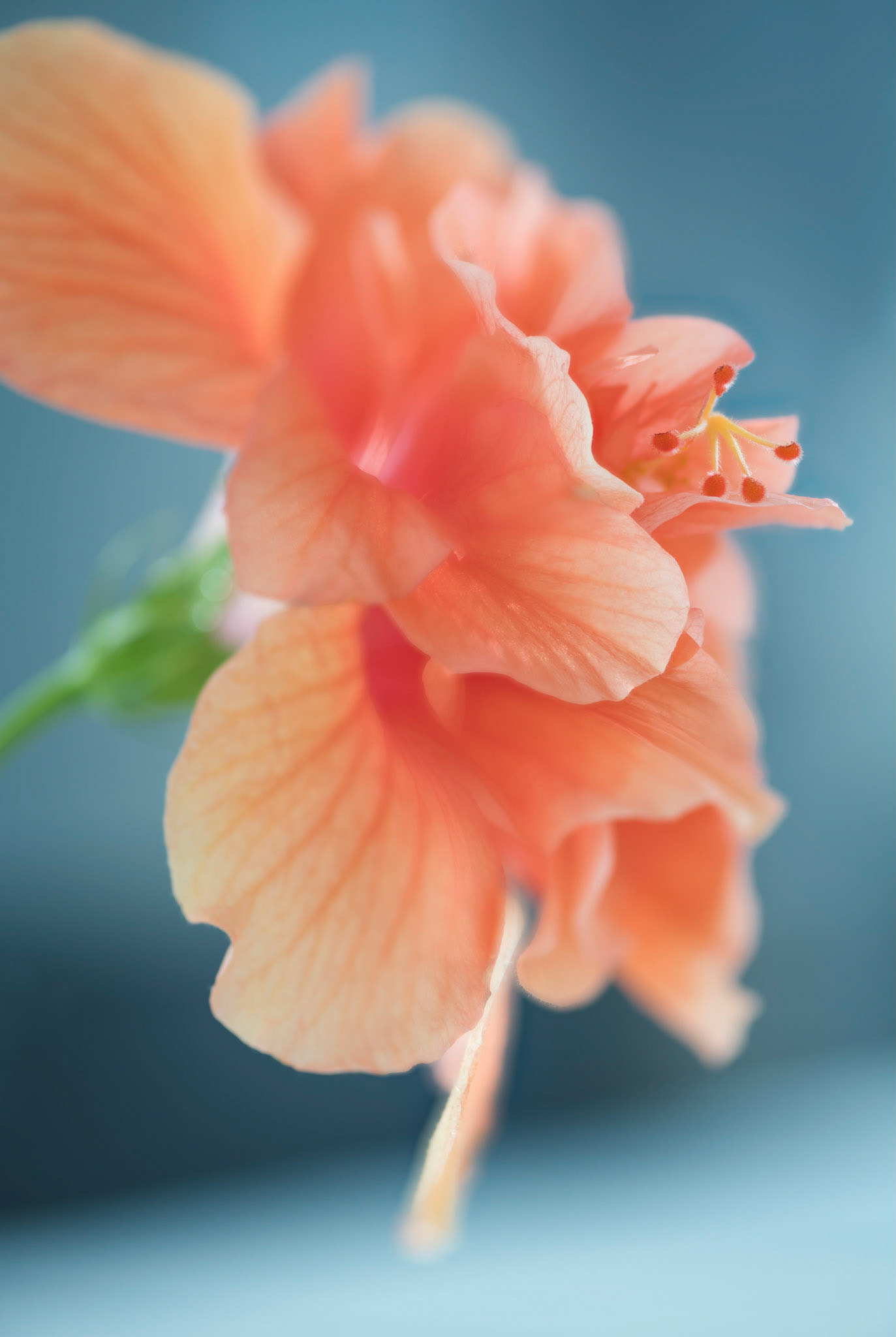 Hibiscus Clouds I