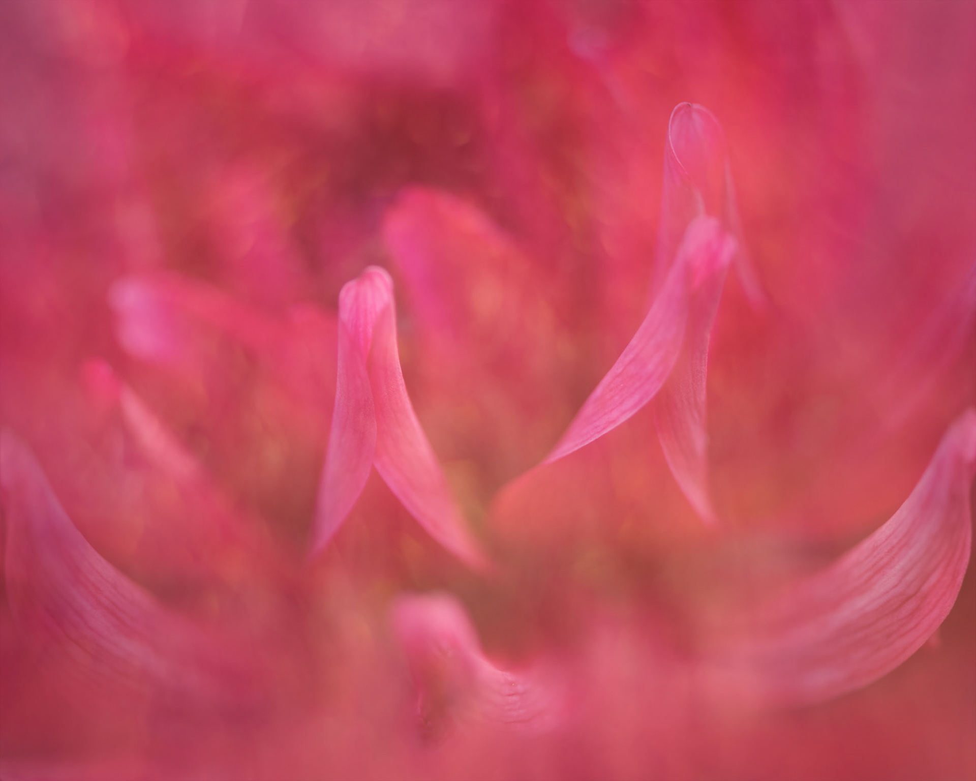 Pink Waves