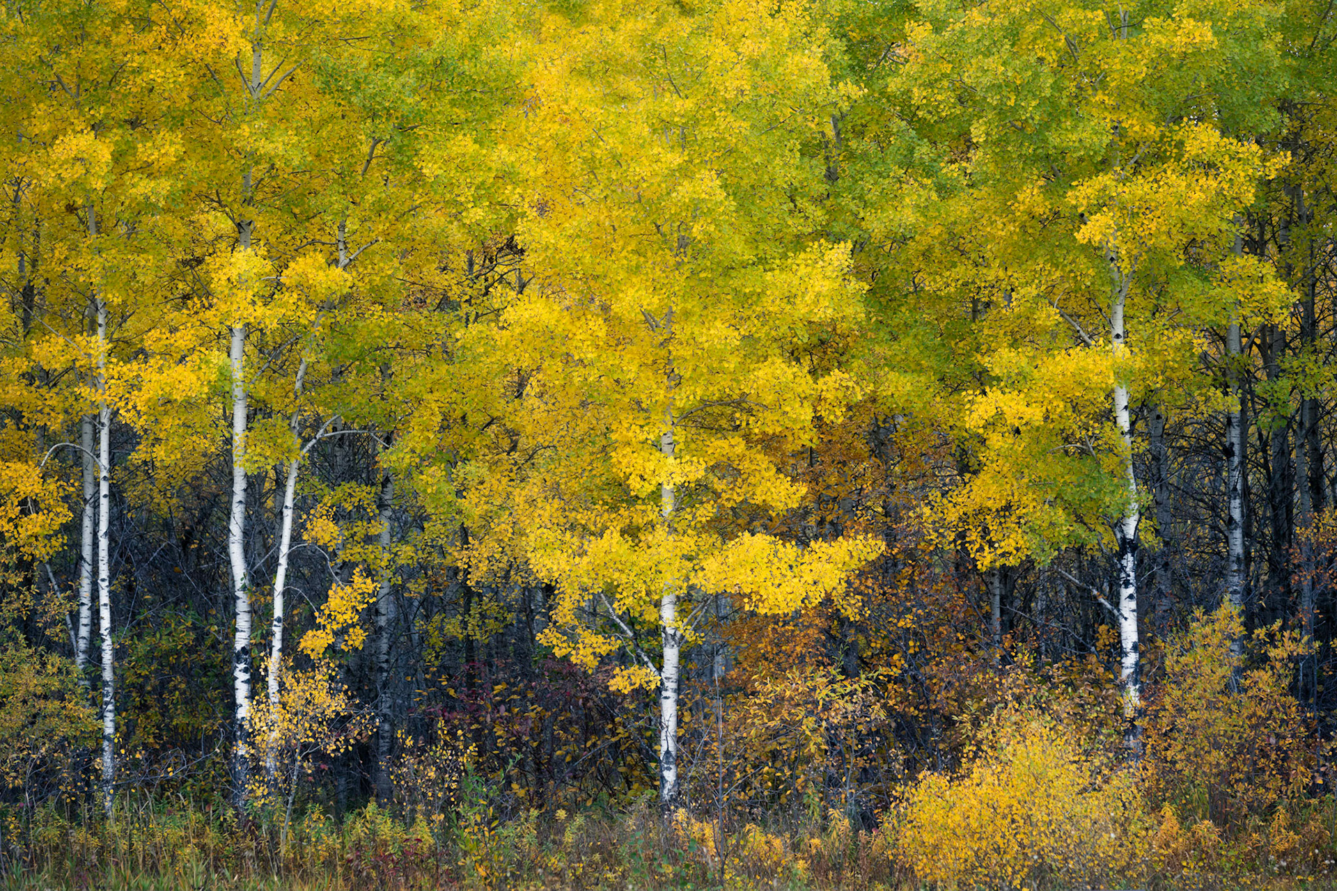 Autumn is Here