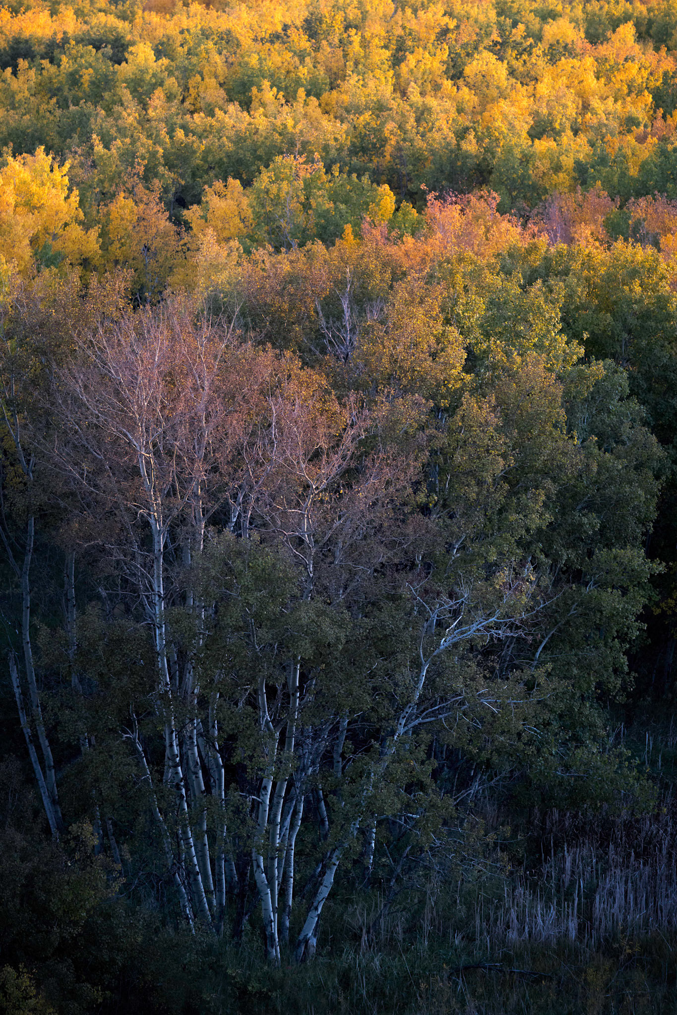 Autumn Light II