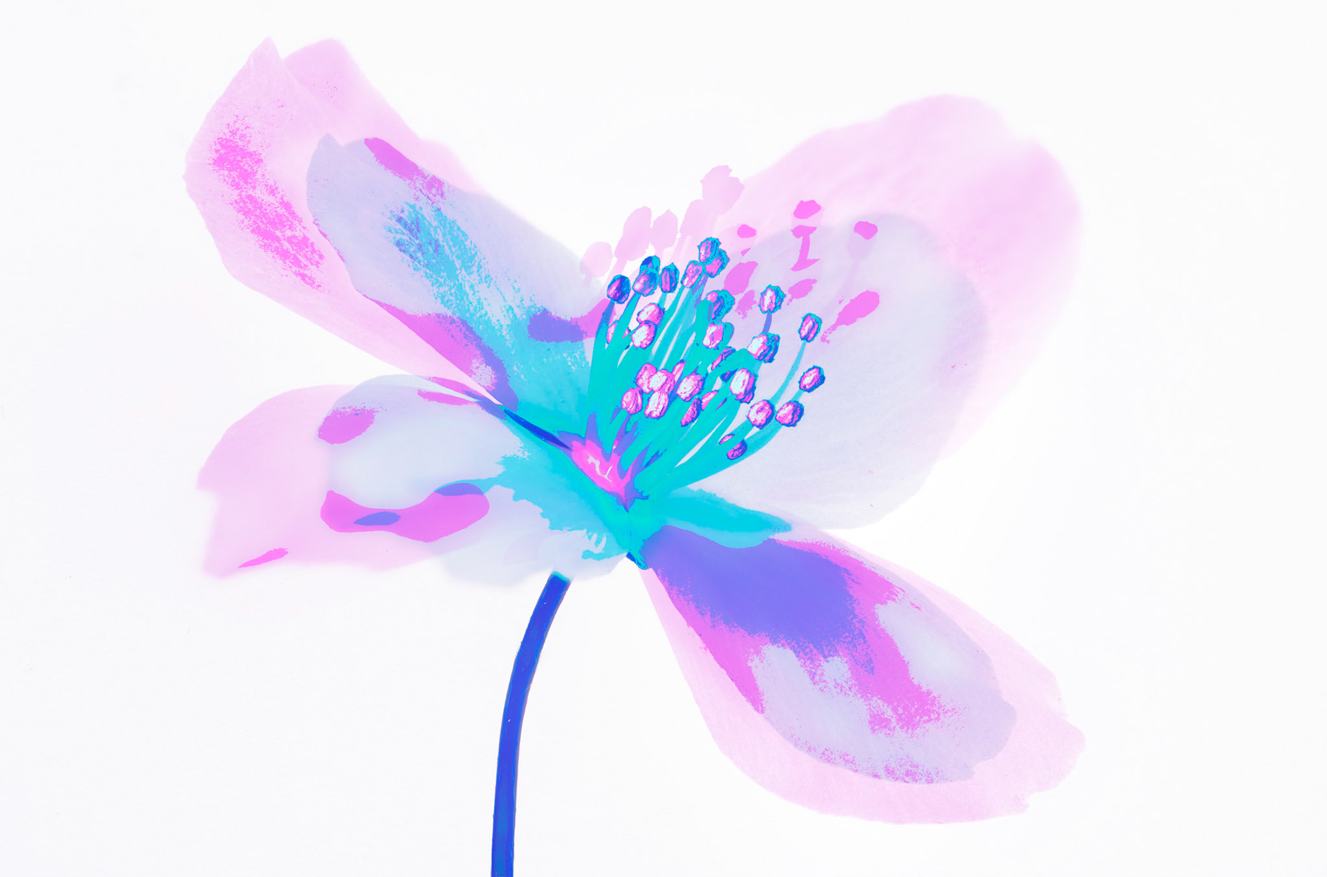 Blossomed