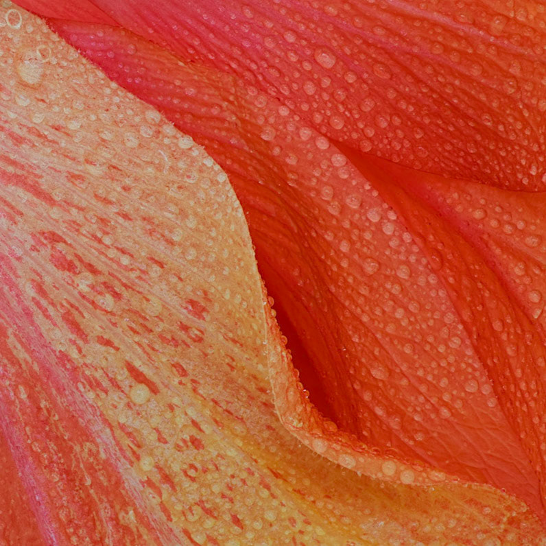 Hibiscus Waves I