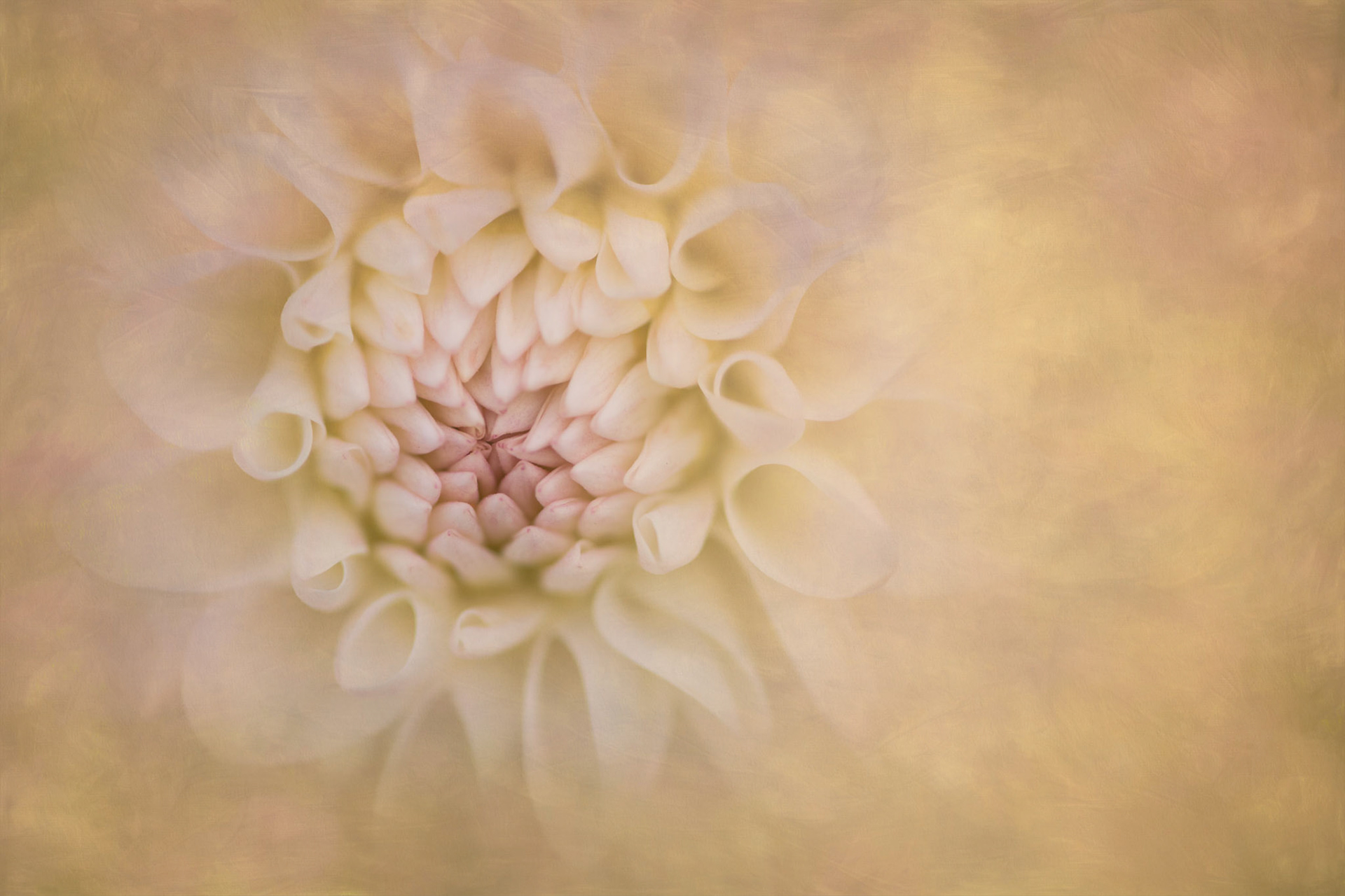 IVORY DREAMS | ENGLISH GARDEN, WINNIPEG, MANITOBA