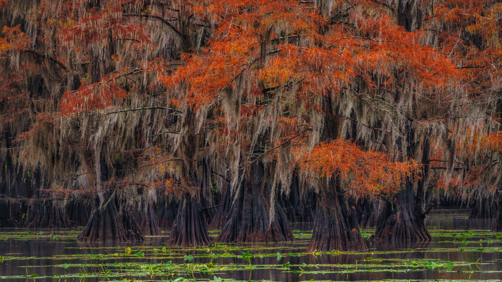 Cypress Trees in Fall