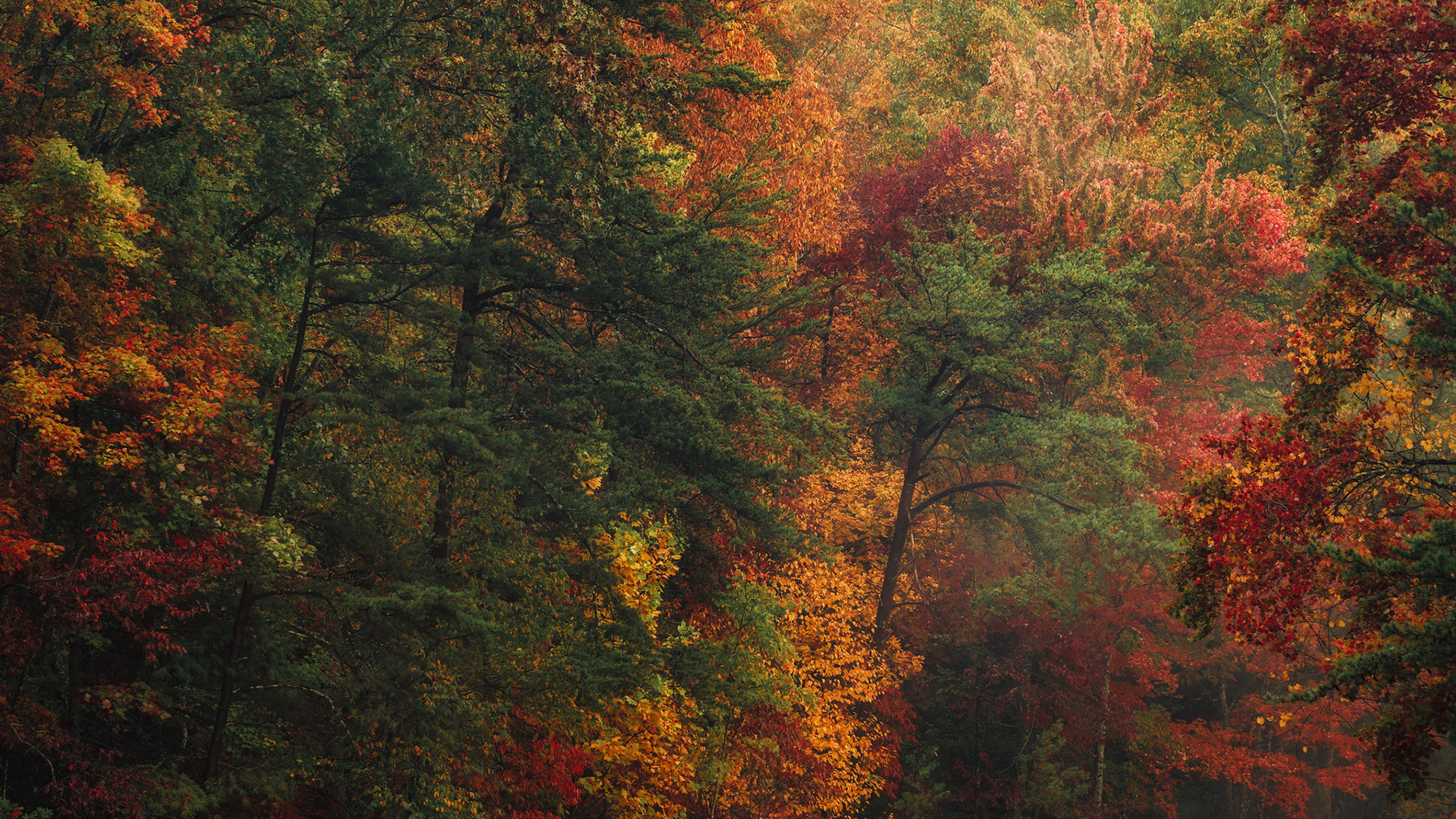 Colors of Fall