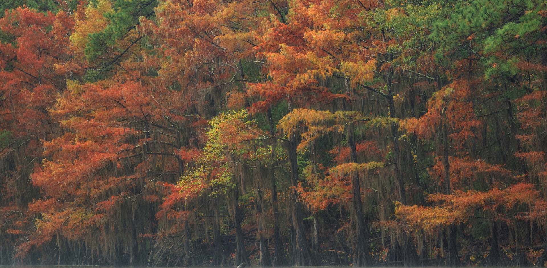 Rainy Colors of Fall