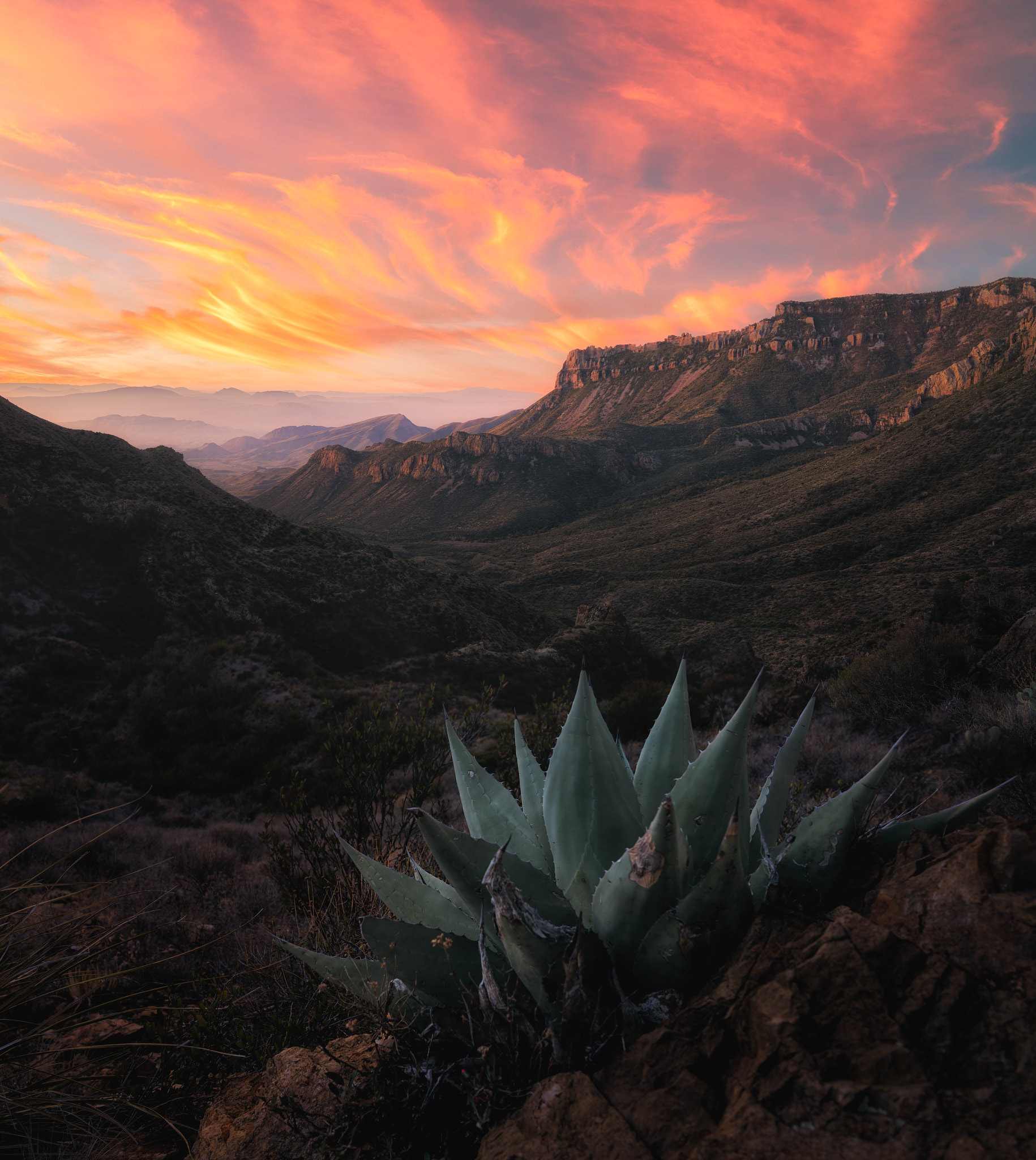 Agave Sunrise