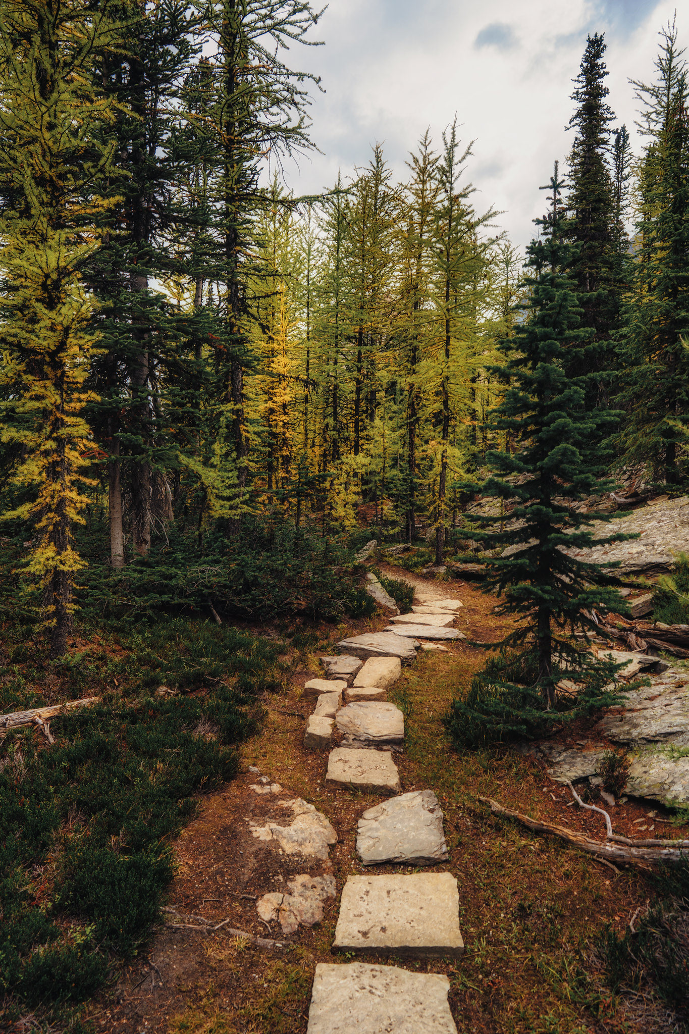 Larch Path