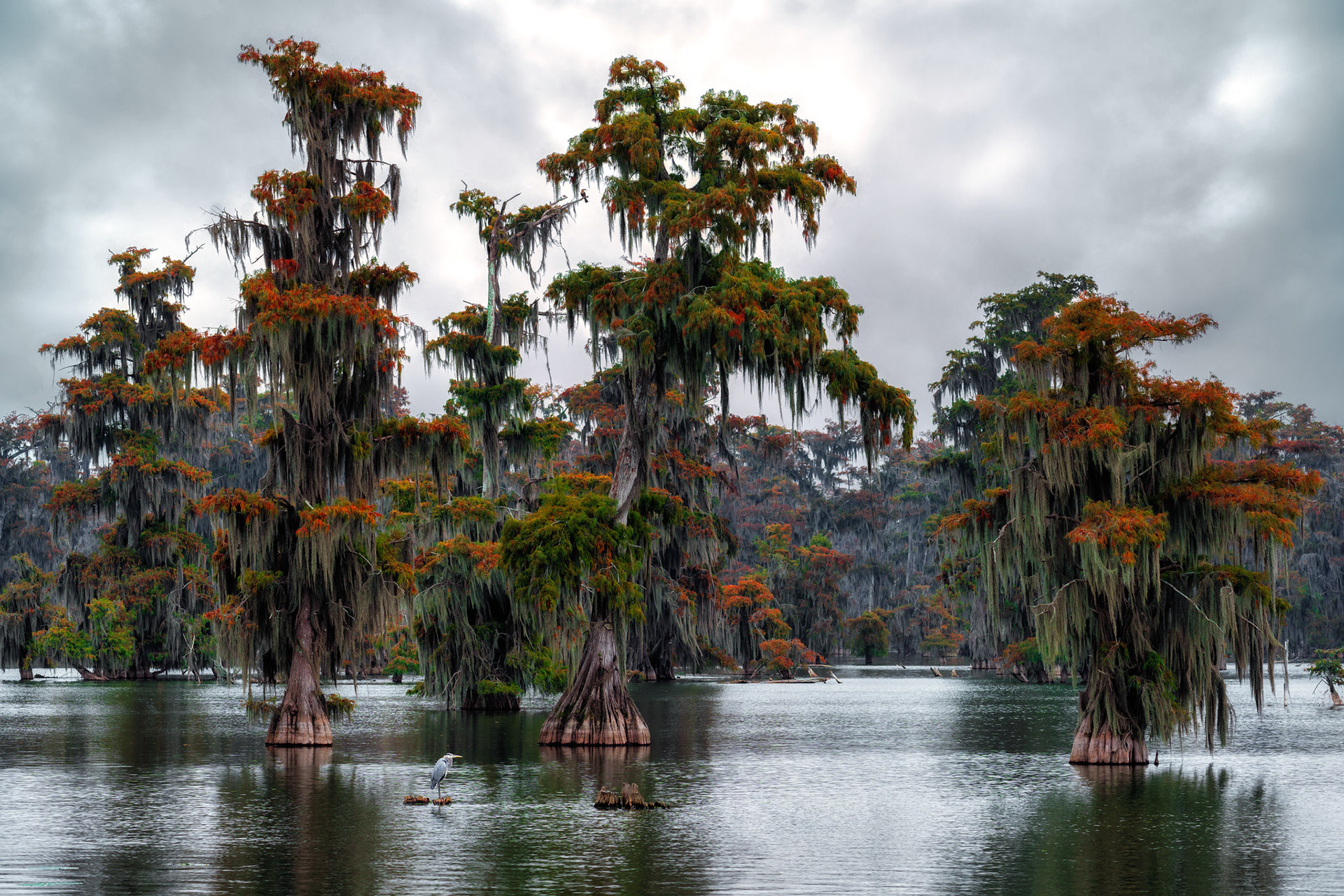 Swamp Fall Beginning