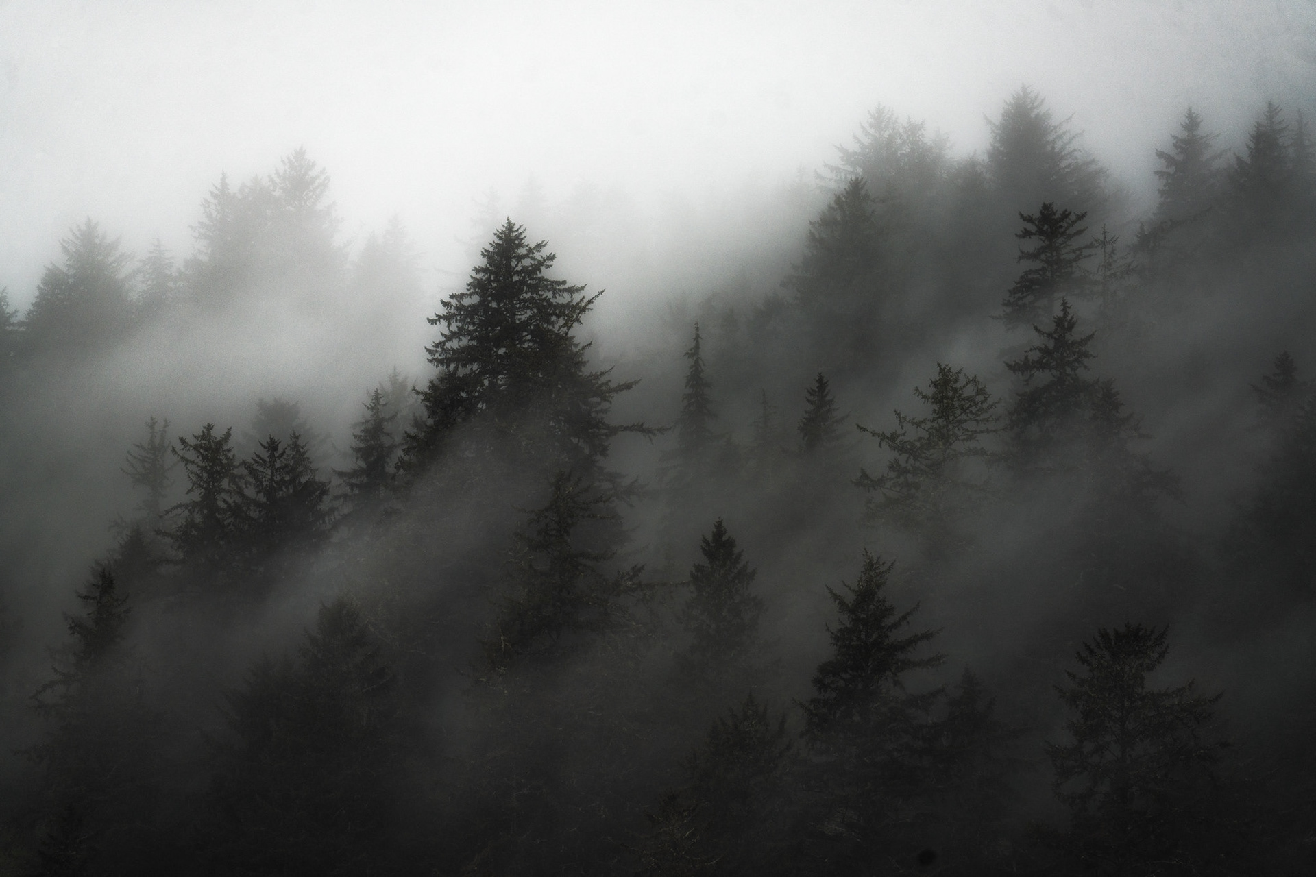 Moody Forest