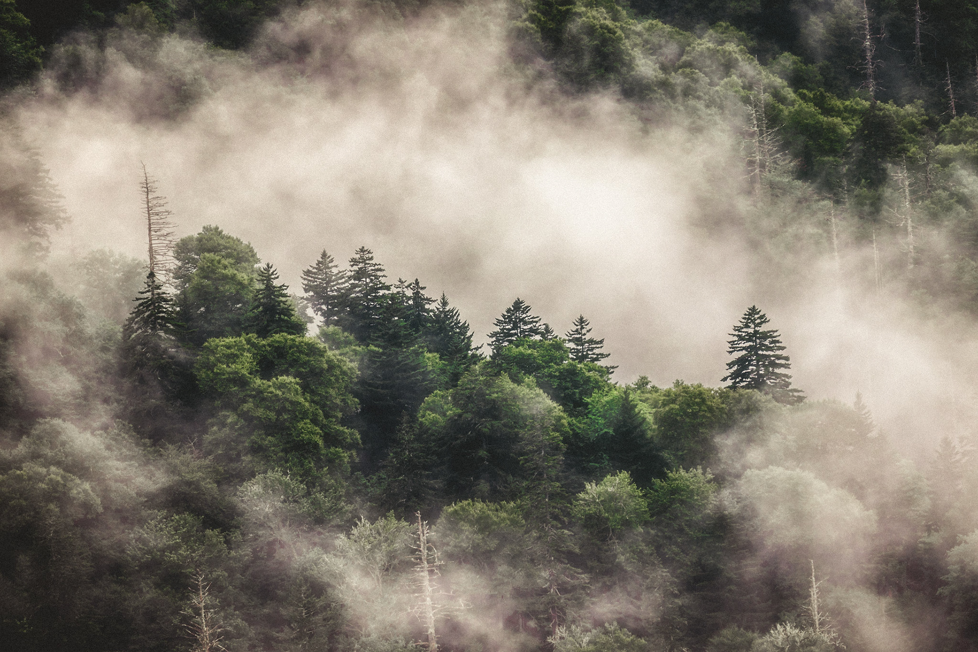Trees in the Clouds