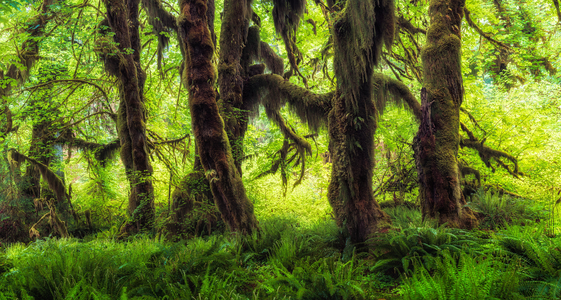 Rainforest Trees 2