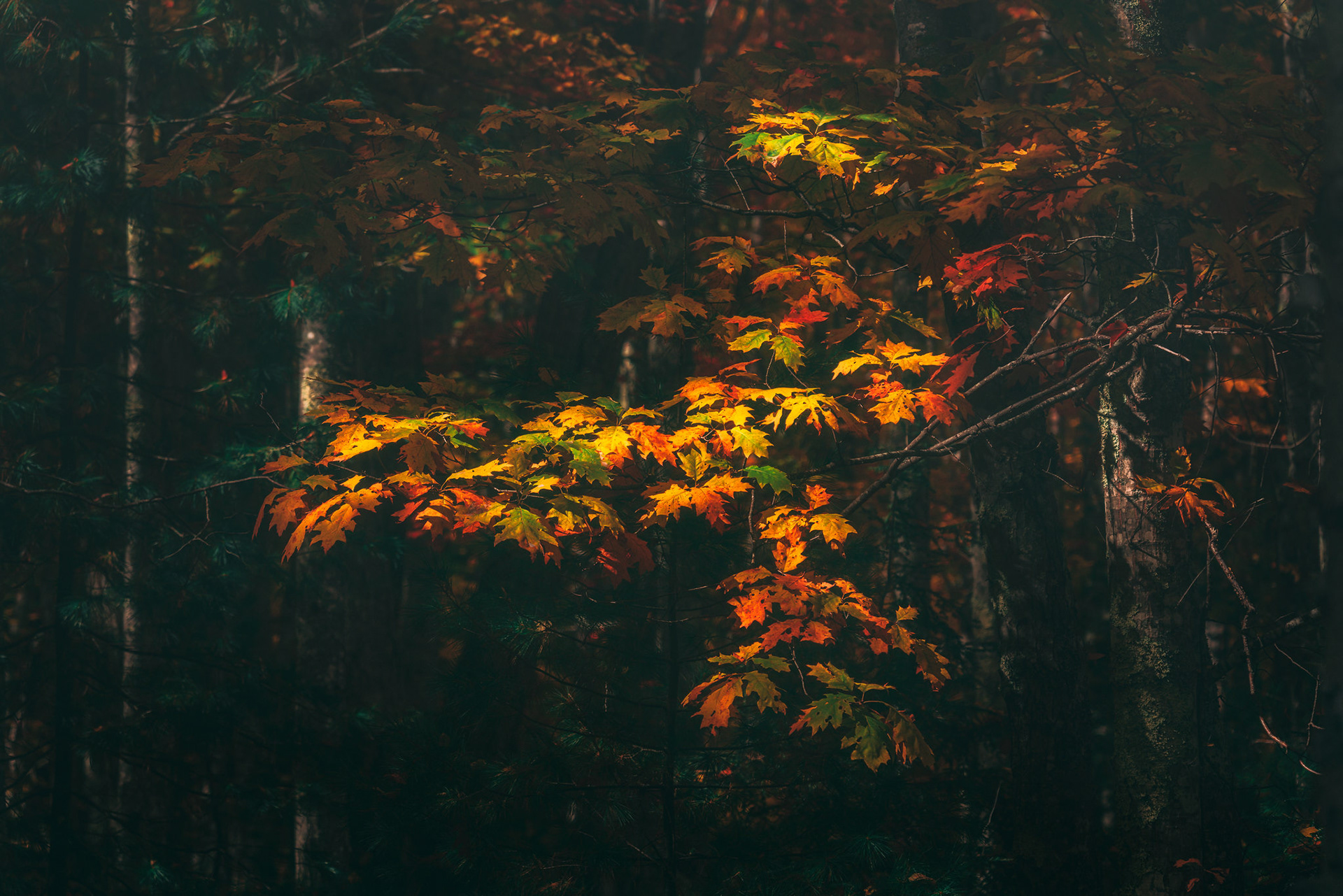 Fall Color Light