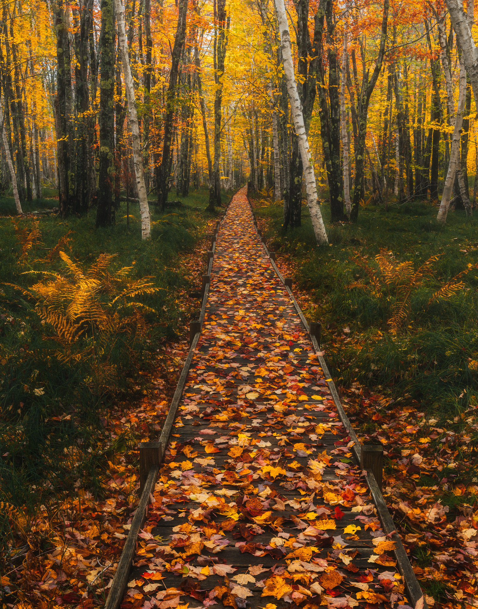 Falling Leaves Path