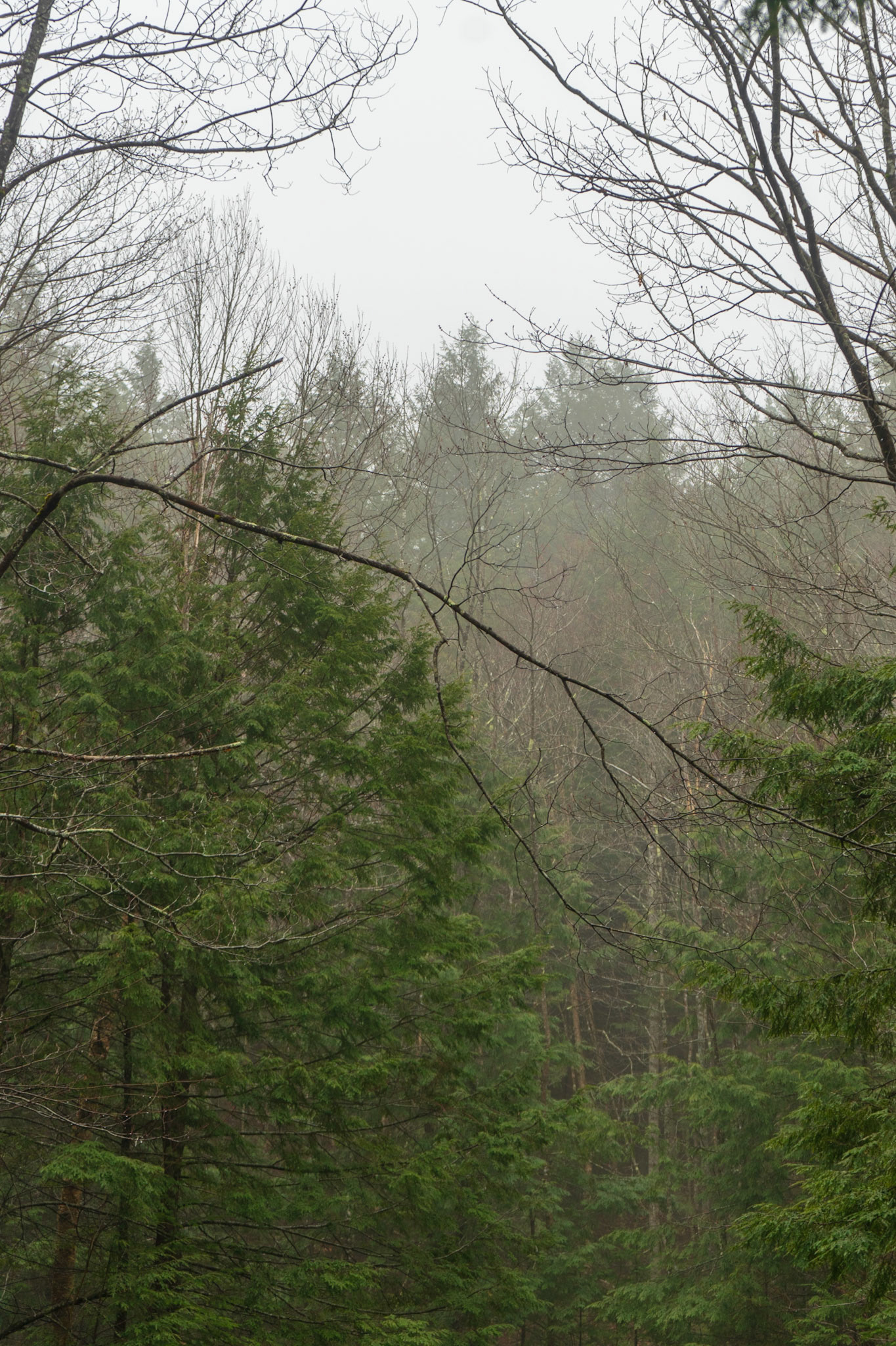 Canopy