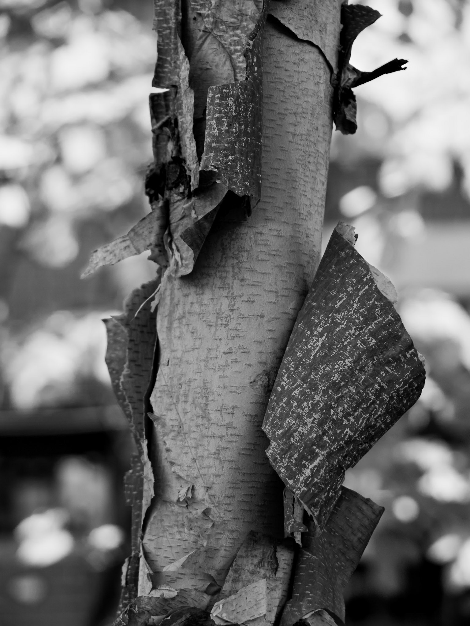 OM-5 | 14-150mm F 4.0-5.6 II